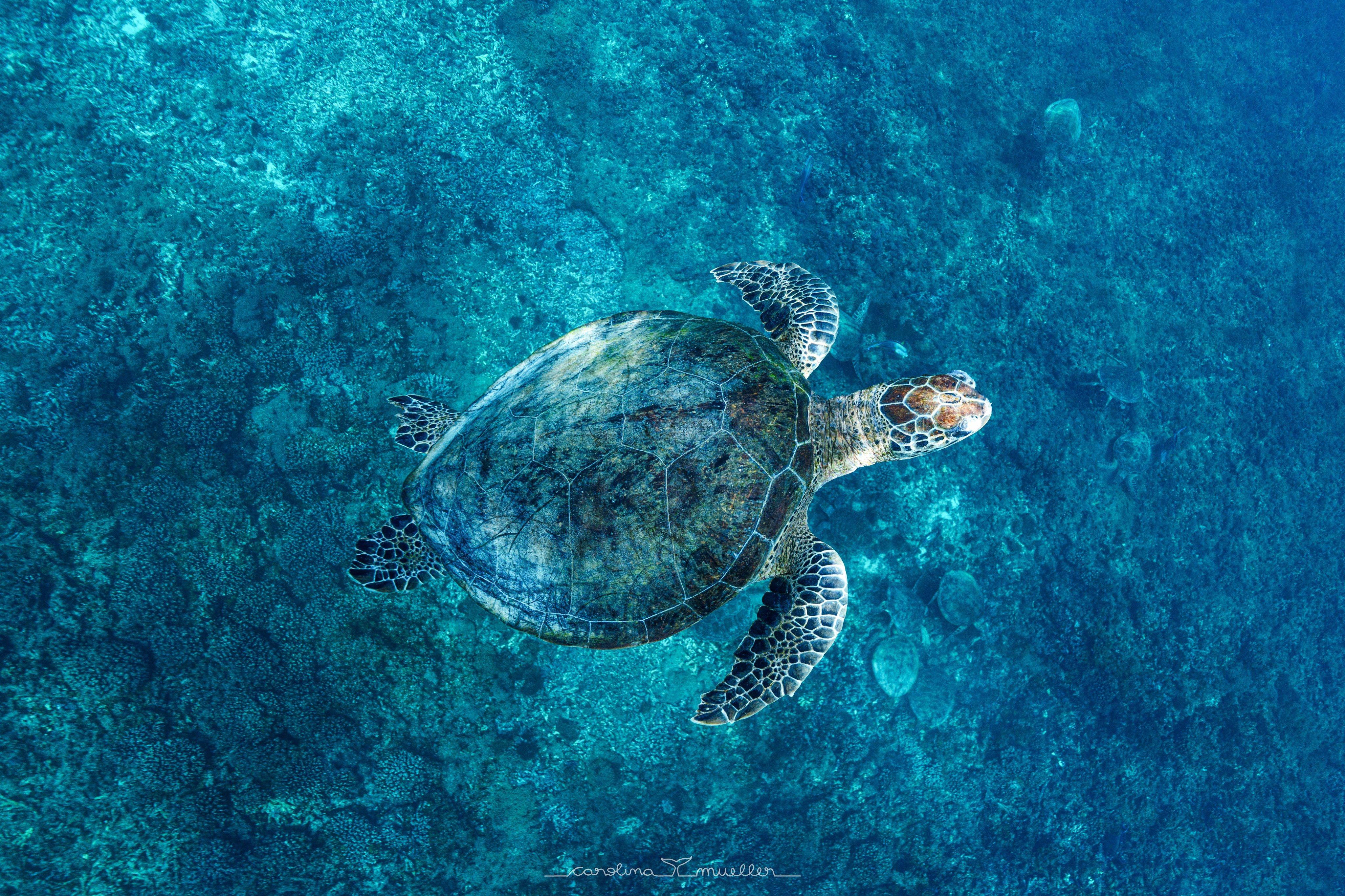 Muscat: Daymaniyat Islands Snorkeling Trip + BBQ-style meal 2