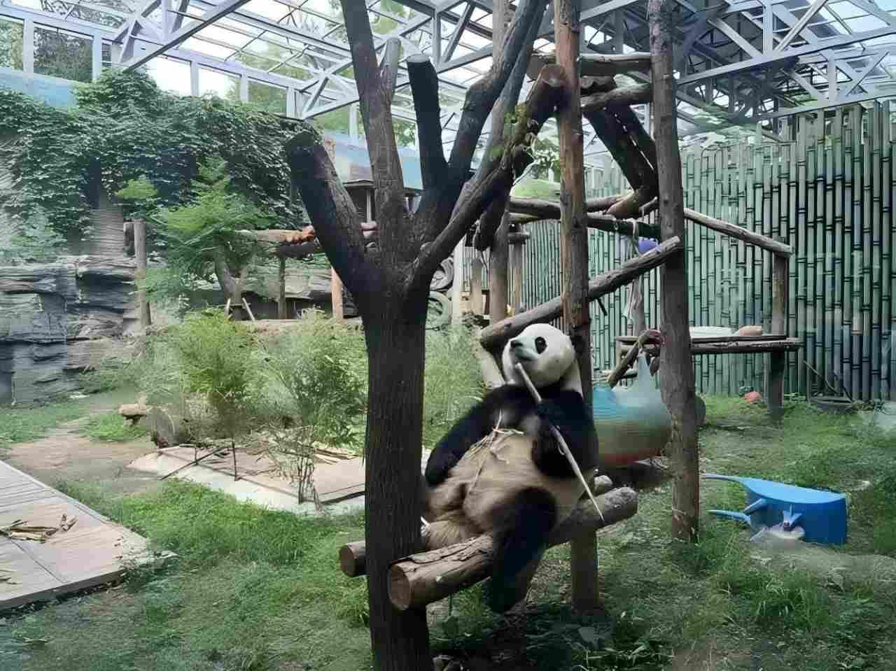 Panda House, Summer Palace, Old Hutongs & Temple of Heaven 2