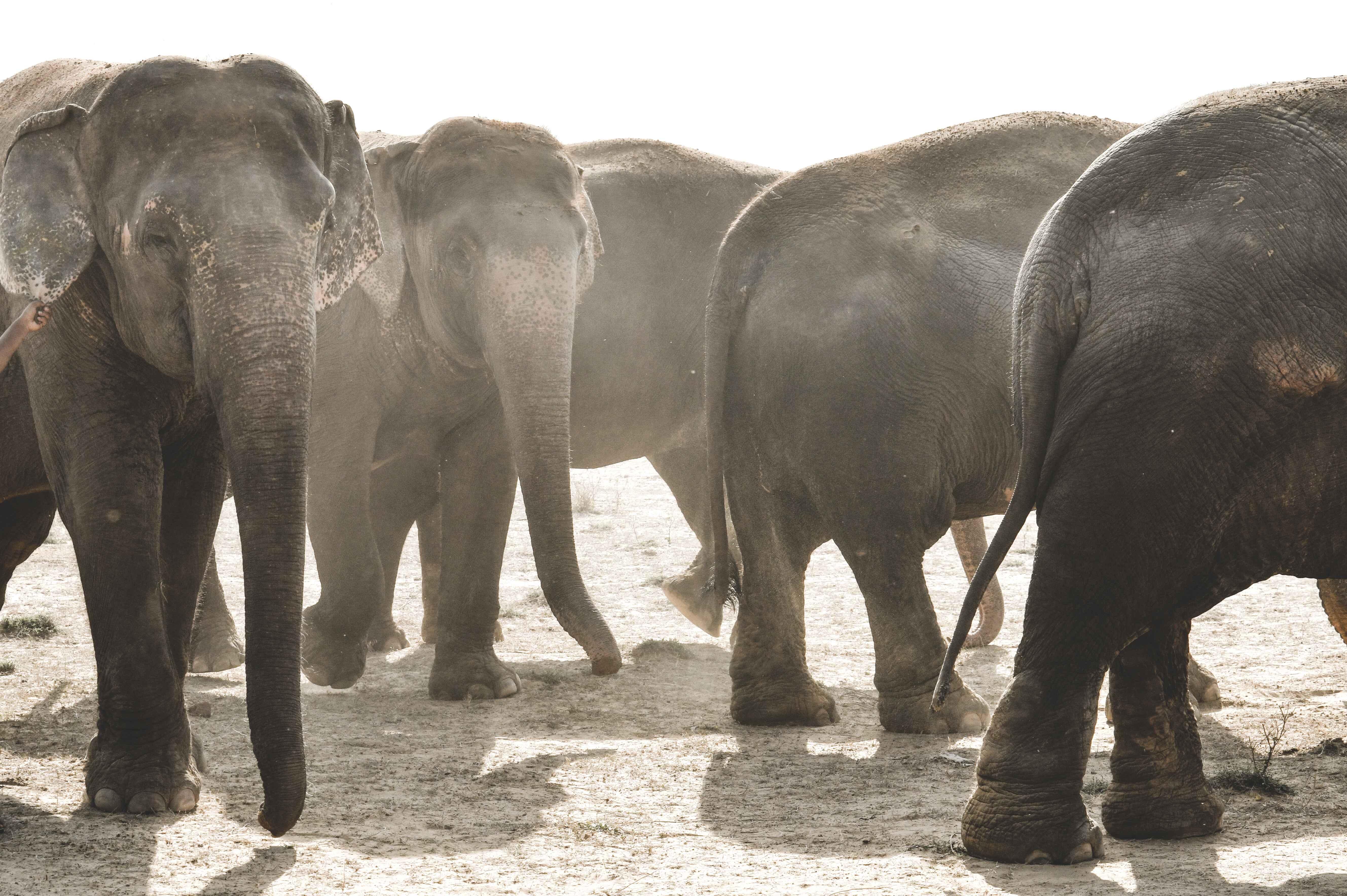 Jaipur: Elefantastic Elephant Sanctuary Tour 2
