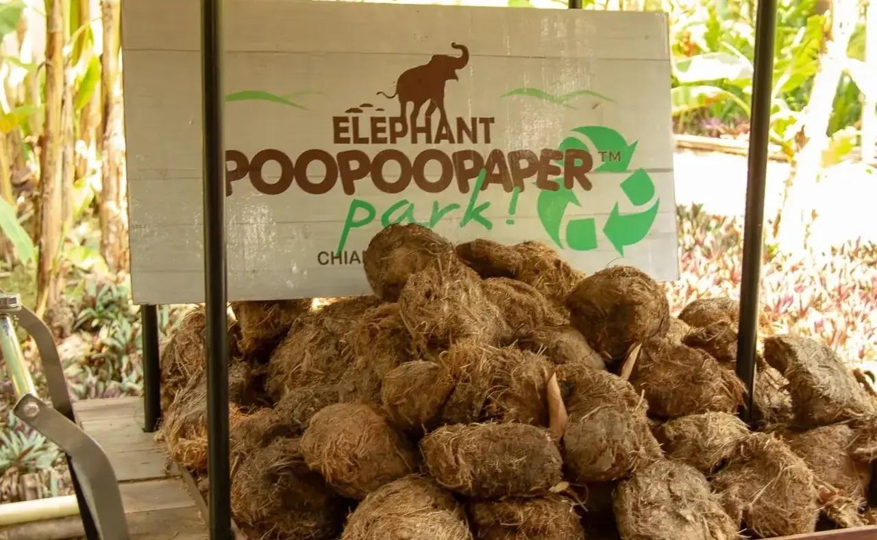 Jaipur: Elephant Poo Paper-Making Workshop with Tour Guide 2