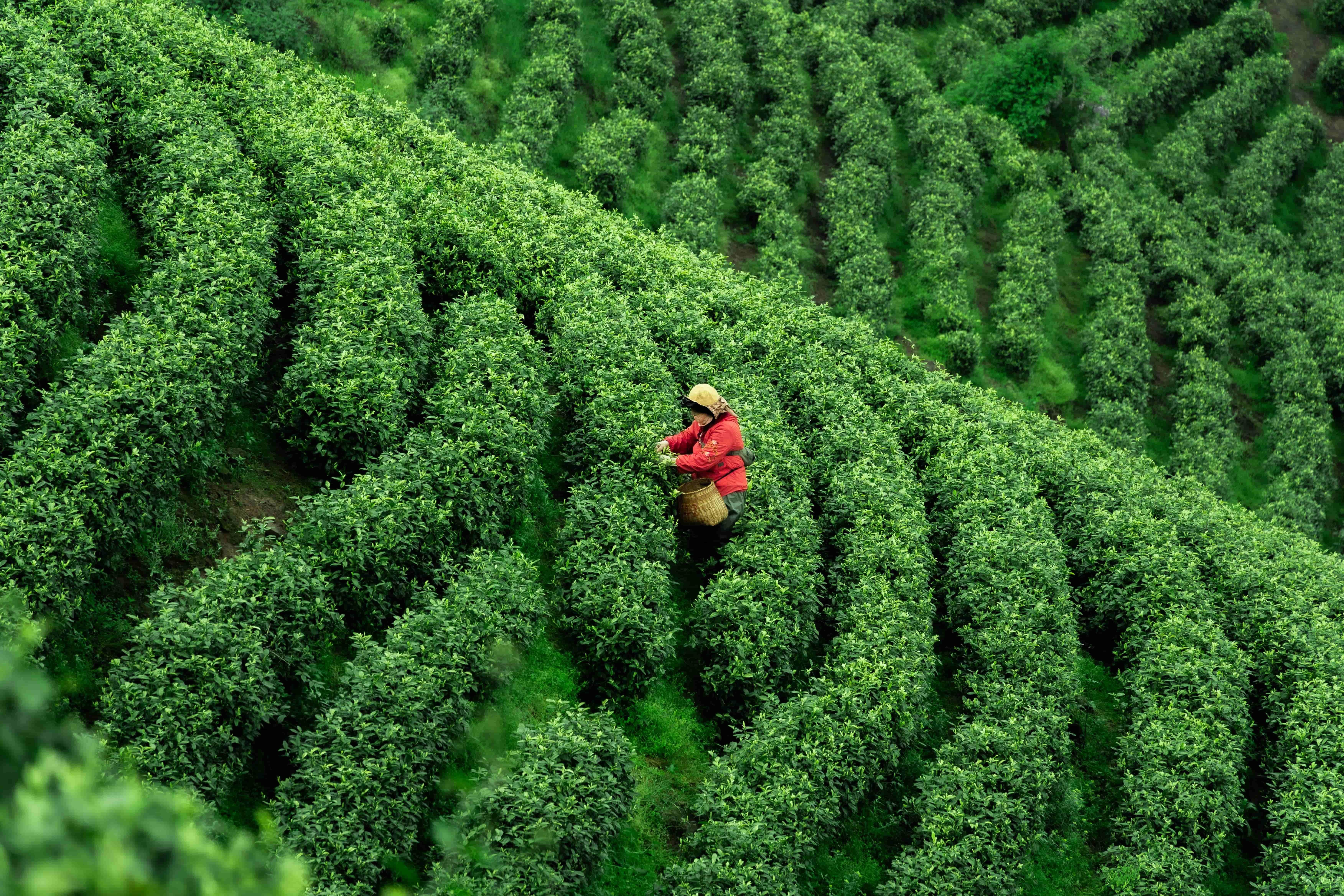 Private Tour Taipei Thousand Island Lake Tea Plantation 3