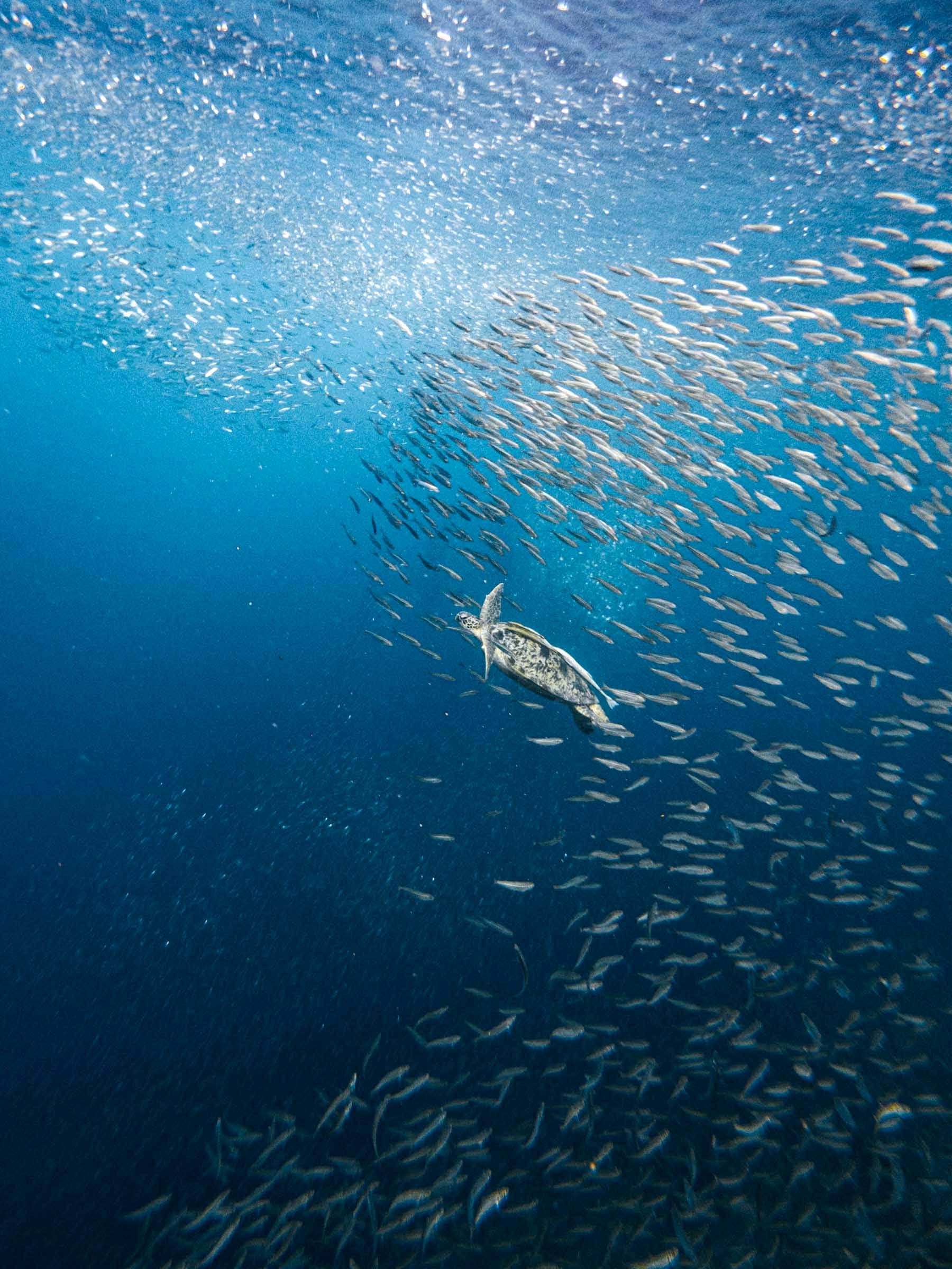 Cebu: Moalboal Sardines Run & Kawasan Falls Canyoneering 2