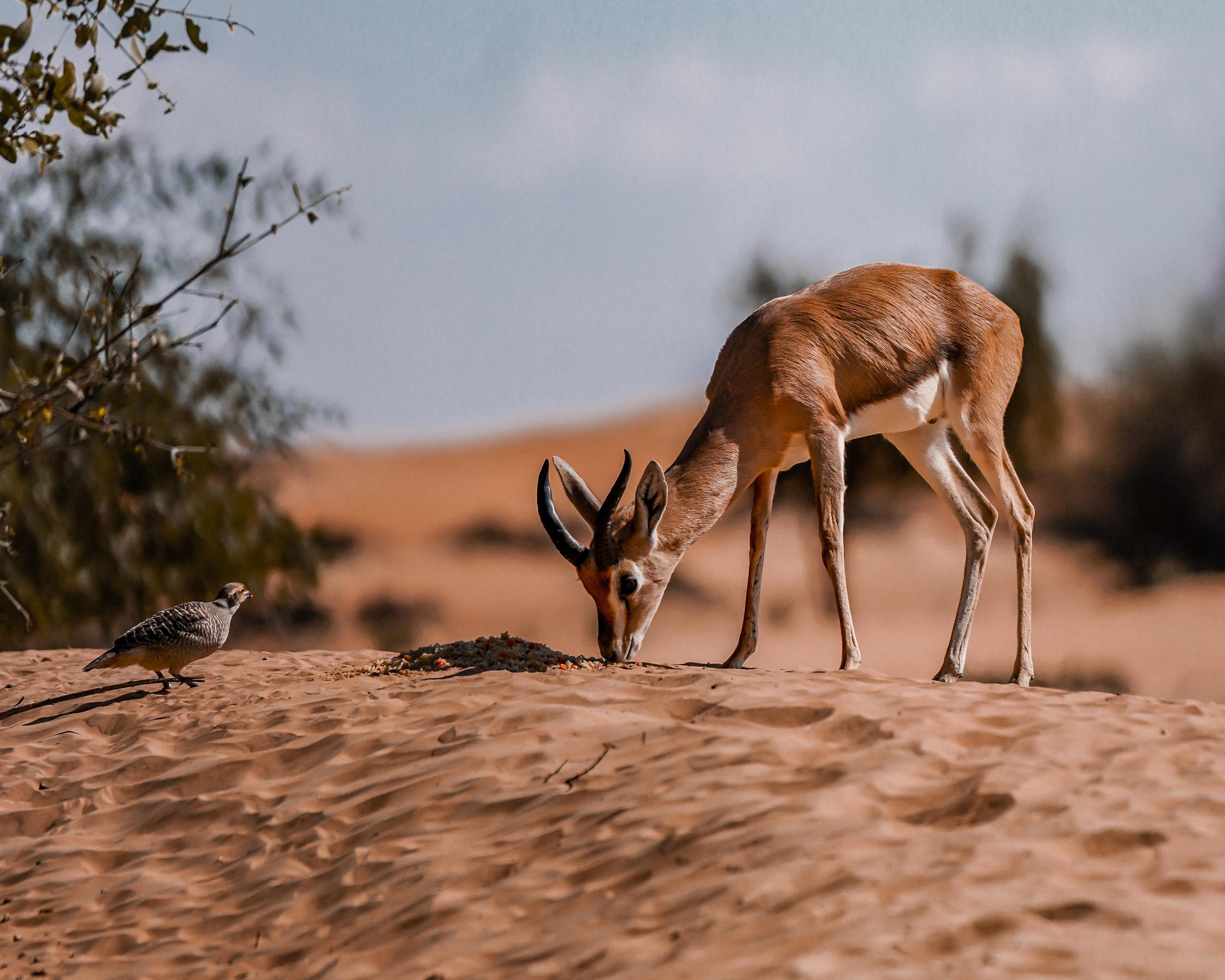 Dubai Premium Red Dunes Desert Safari: Camel Ride, Breakfast 2