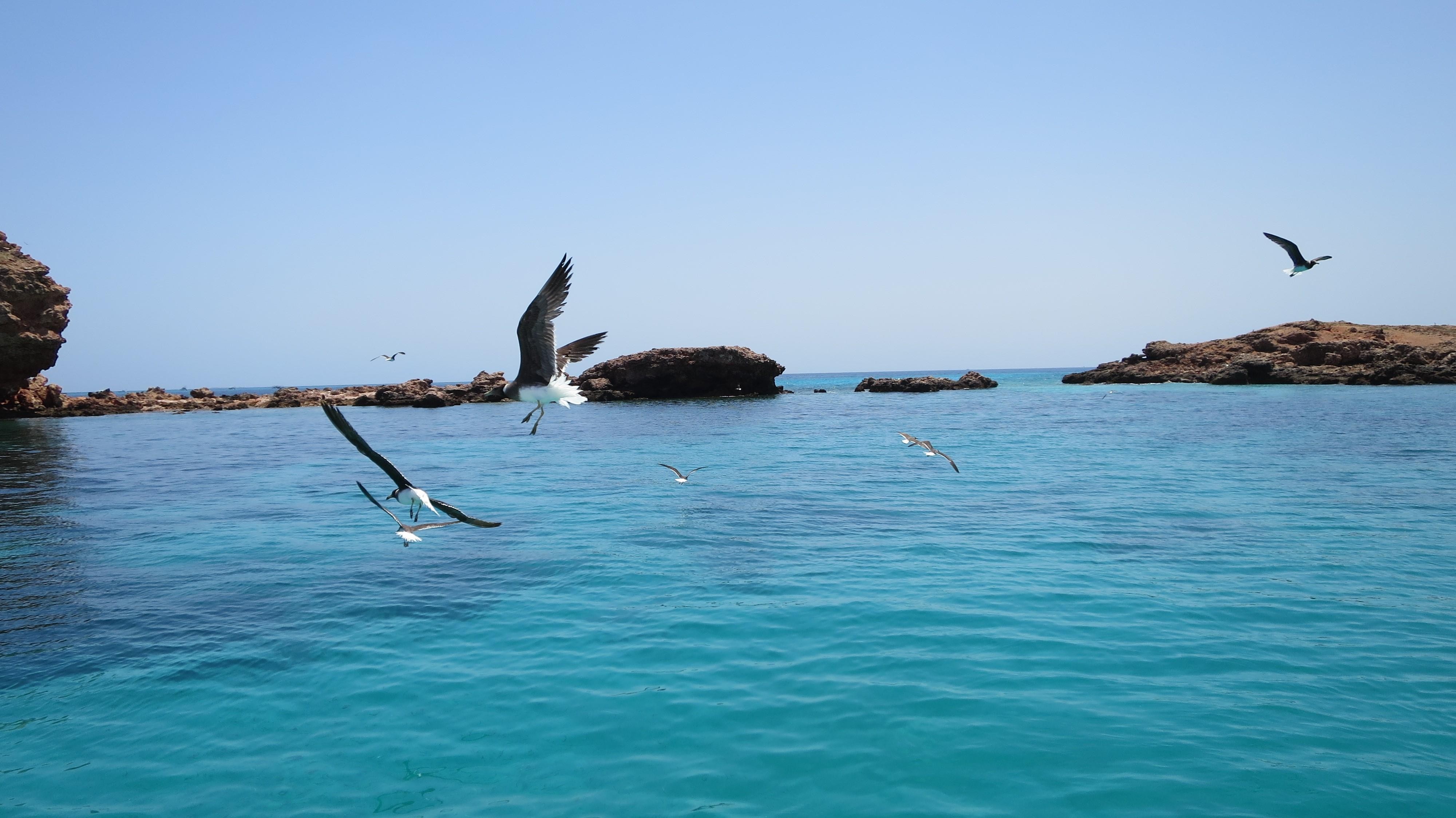Muscat: Glass-Bottom Snorkeling Trip to Daymaniat w/ Snacks 2