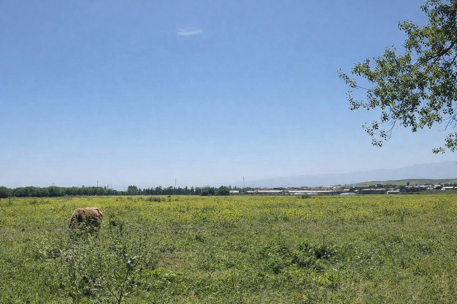Samarkand Plov Cooking Class & Vineyard Visit 3
