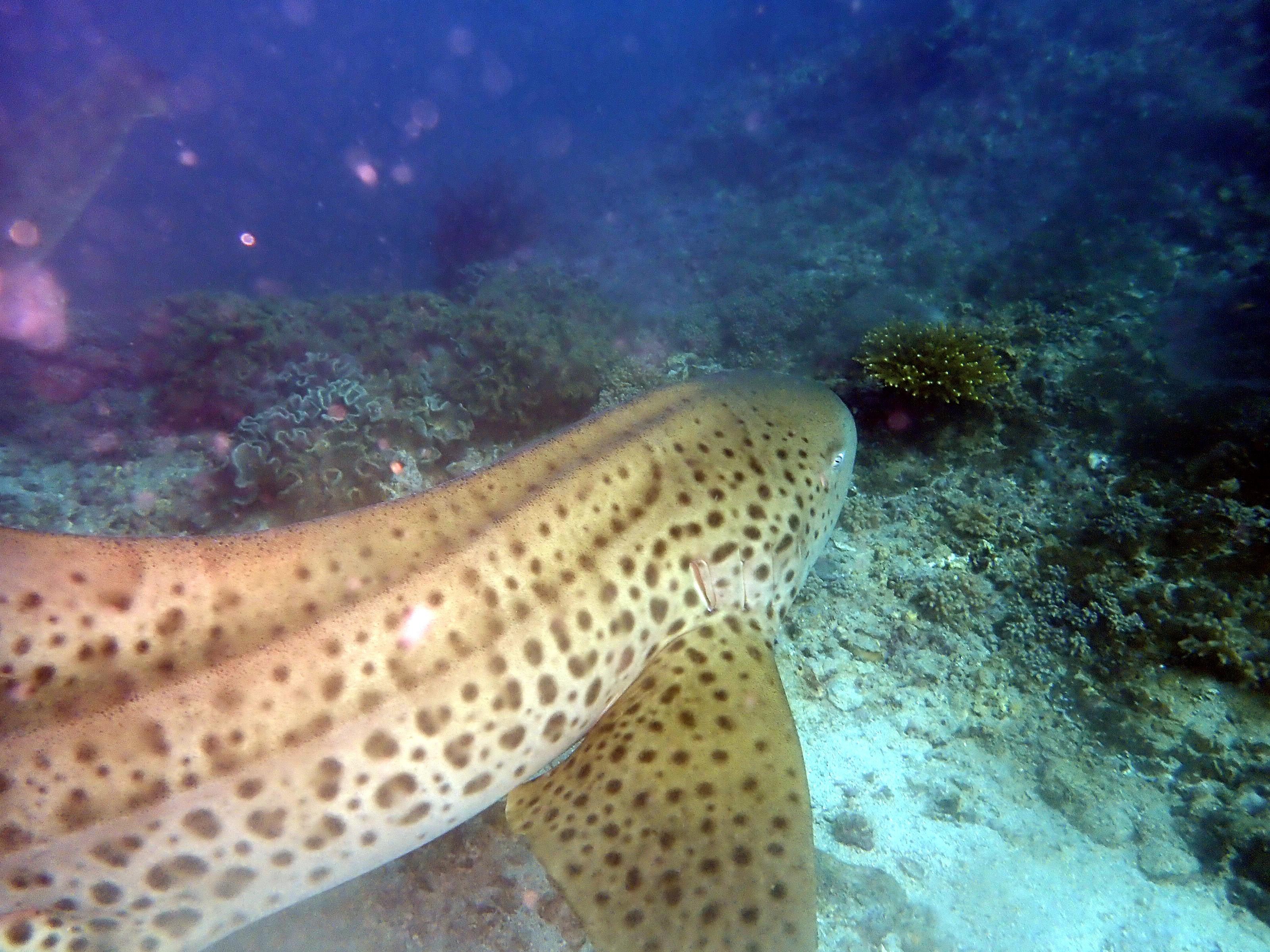 Dimaniyat Islands Scuba Diving Trip 2