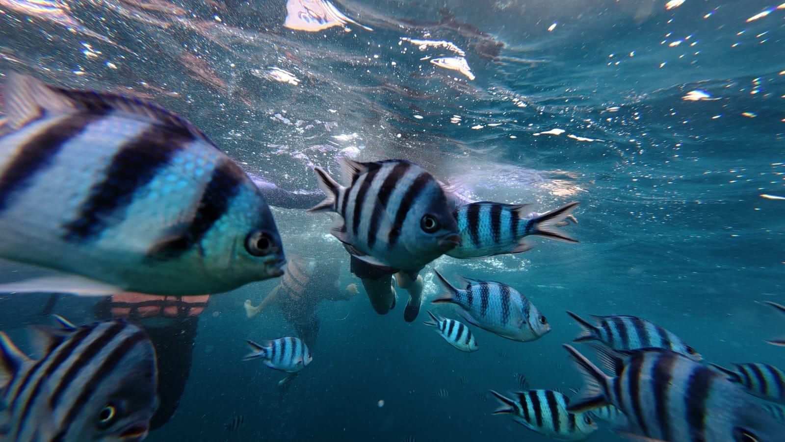 Port Barton: Island Hopping with Drone and Underwater Photos 2