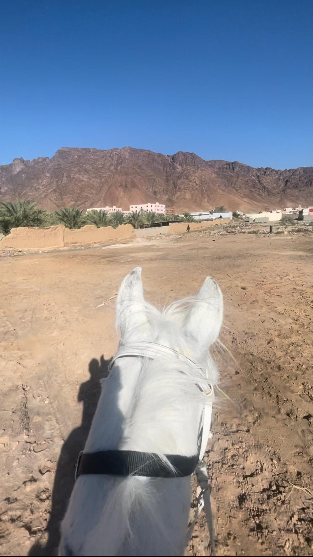 Madinah, The Prophet's City: Horseback Ride for All Levels 2