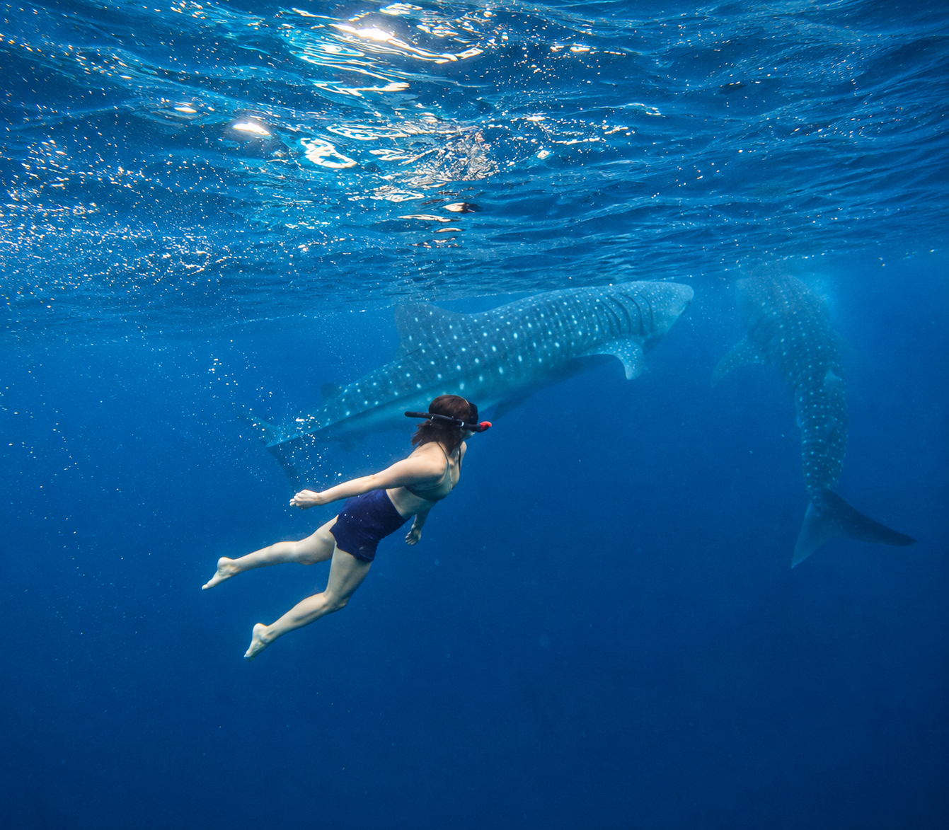 Cebu: Whale Shark Swim, Aguinid Canyoneering & Simala Shrine
