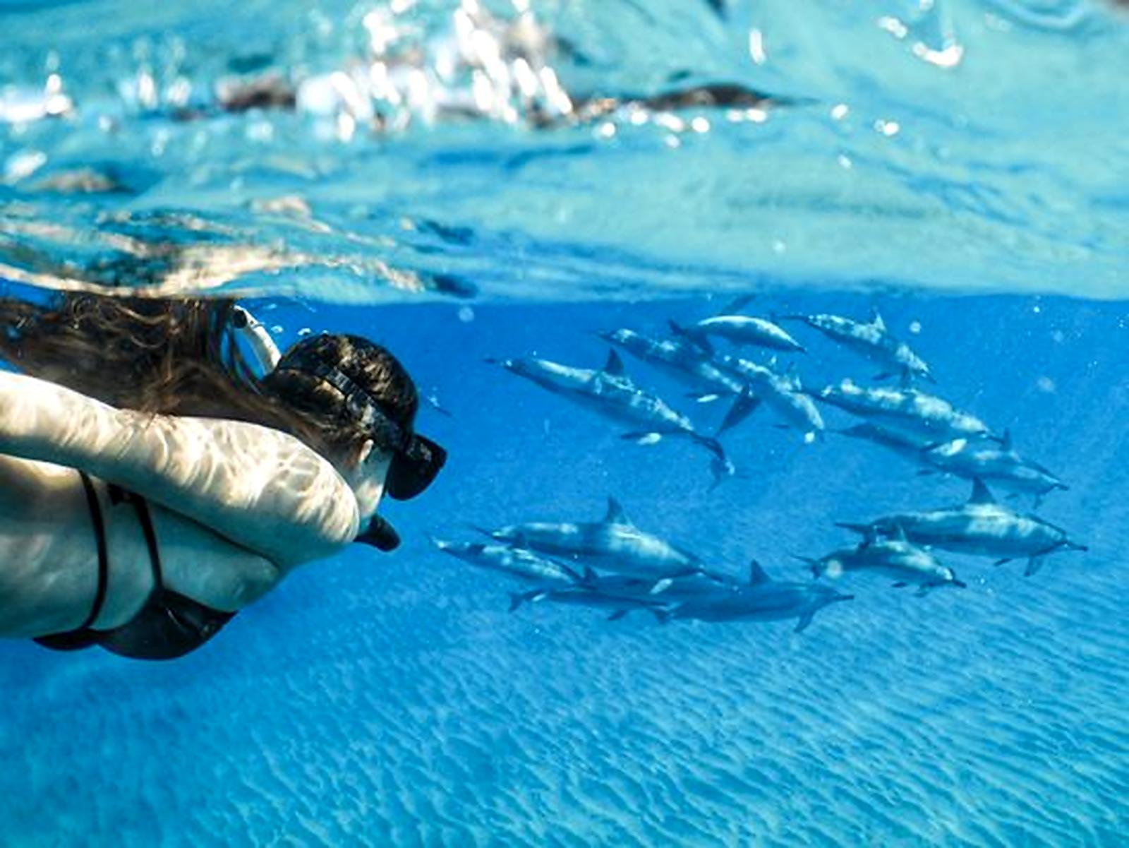 Malé Atoll: 6-Hour Dolphin Snorkeling & Sandbank Safari