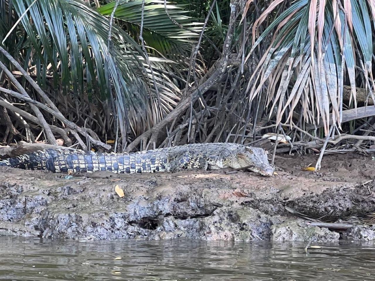 Bandar Seri Begawan: Brunei River Safari with Hotel Pickup 2