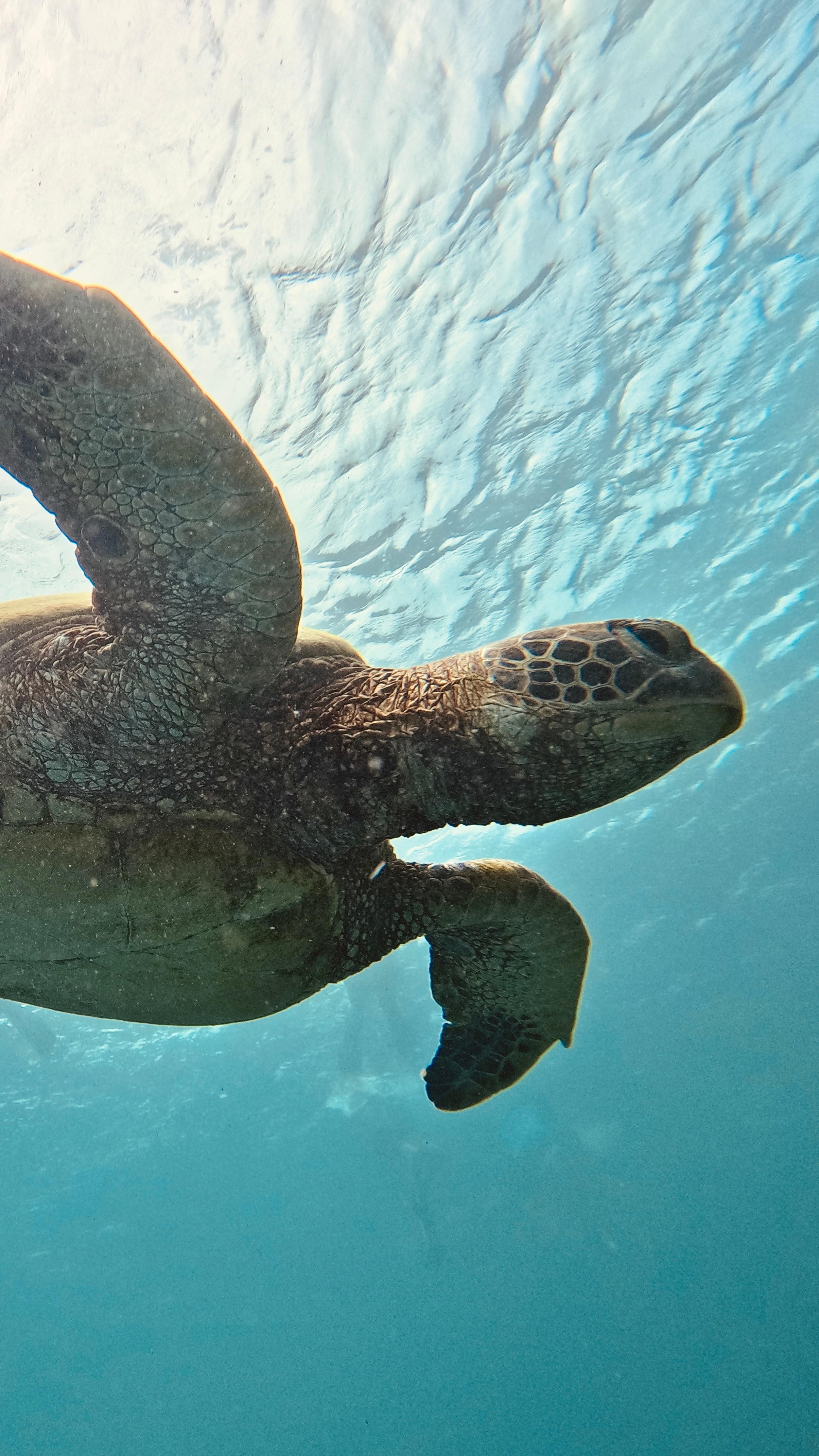 Mactan: Freediving and Island Hopping with lunch 2