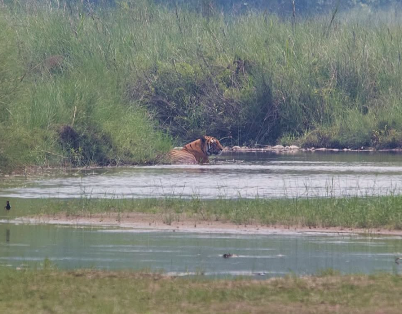 Bardiya: 7-Day Royal Bengal Tiger & One-Horned Rhino Safari