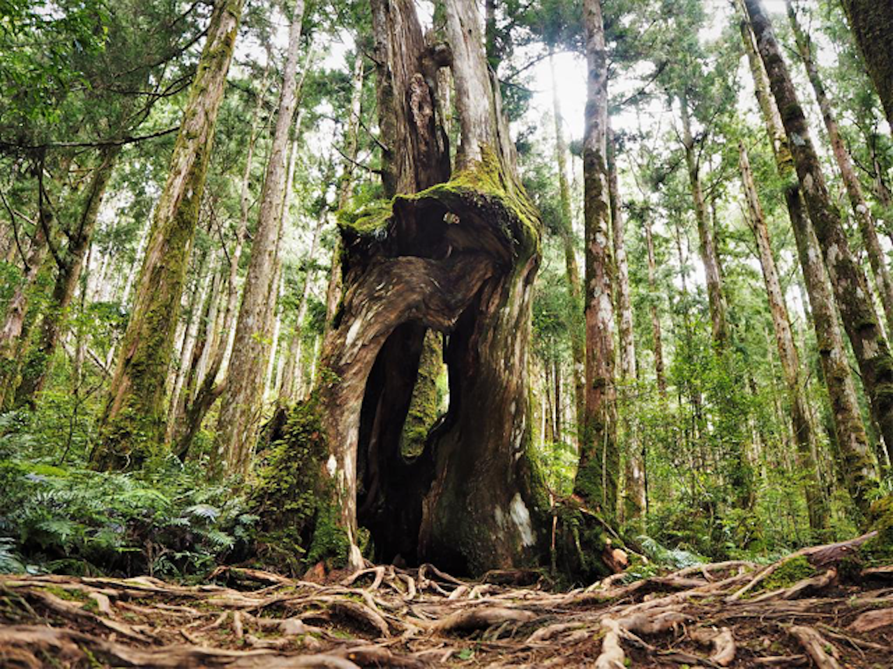From Taipei: Taipingshan National Forest Private Day Tour 3