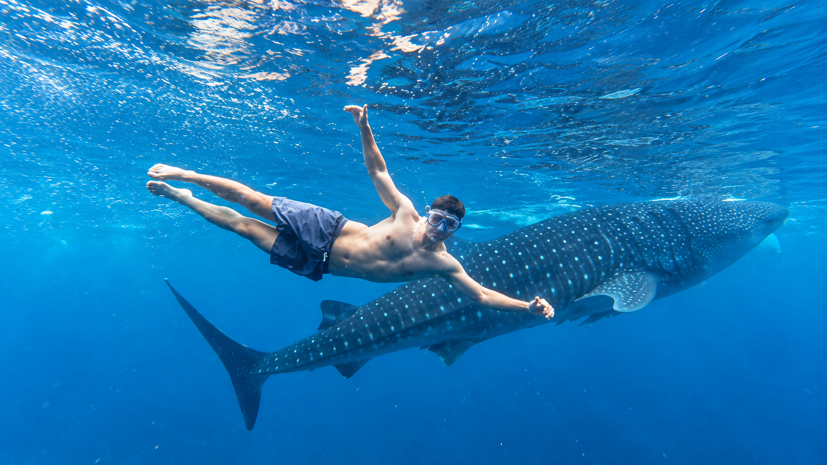 Cebu: Oslob Whale Shark Swimming Experience with Transfer 2