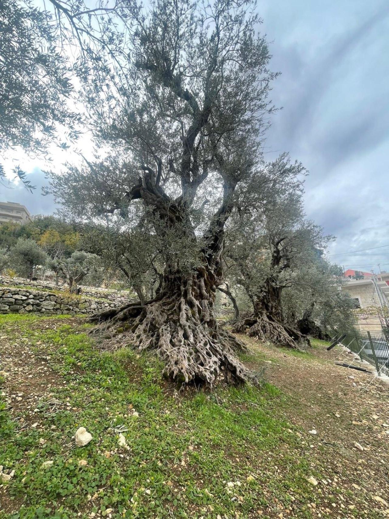 Mount Lebanon Nature and Spirituality Tour 2