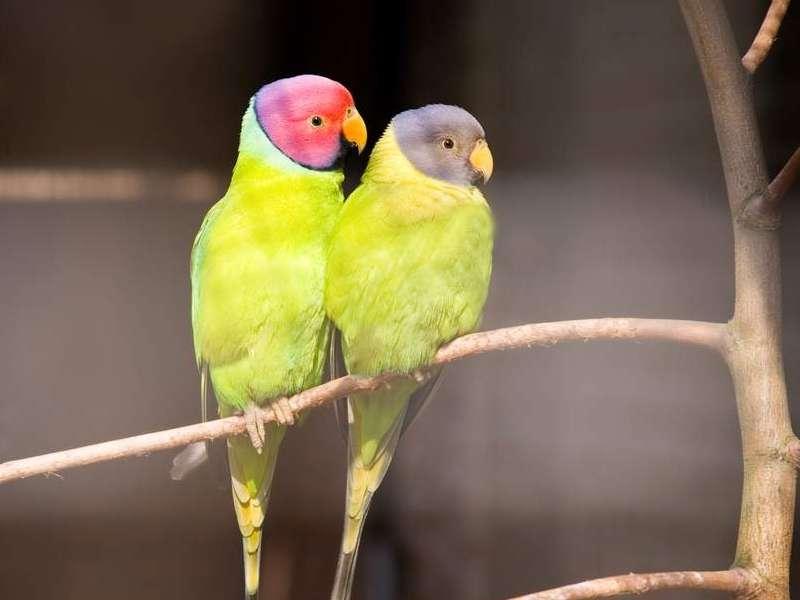 Muscat: Fahal Island Birdwatching Boat Tour 2