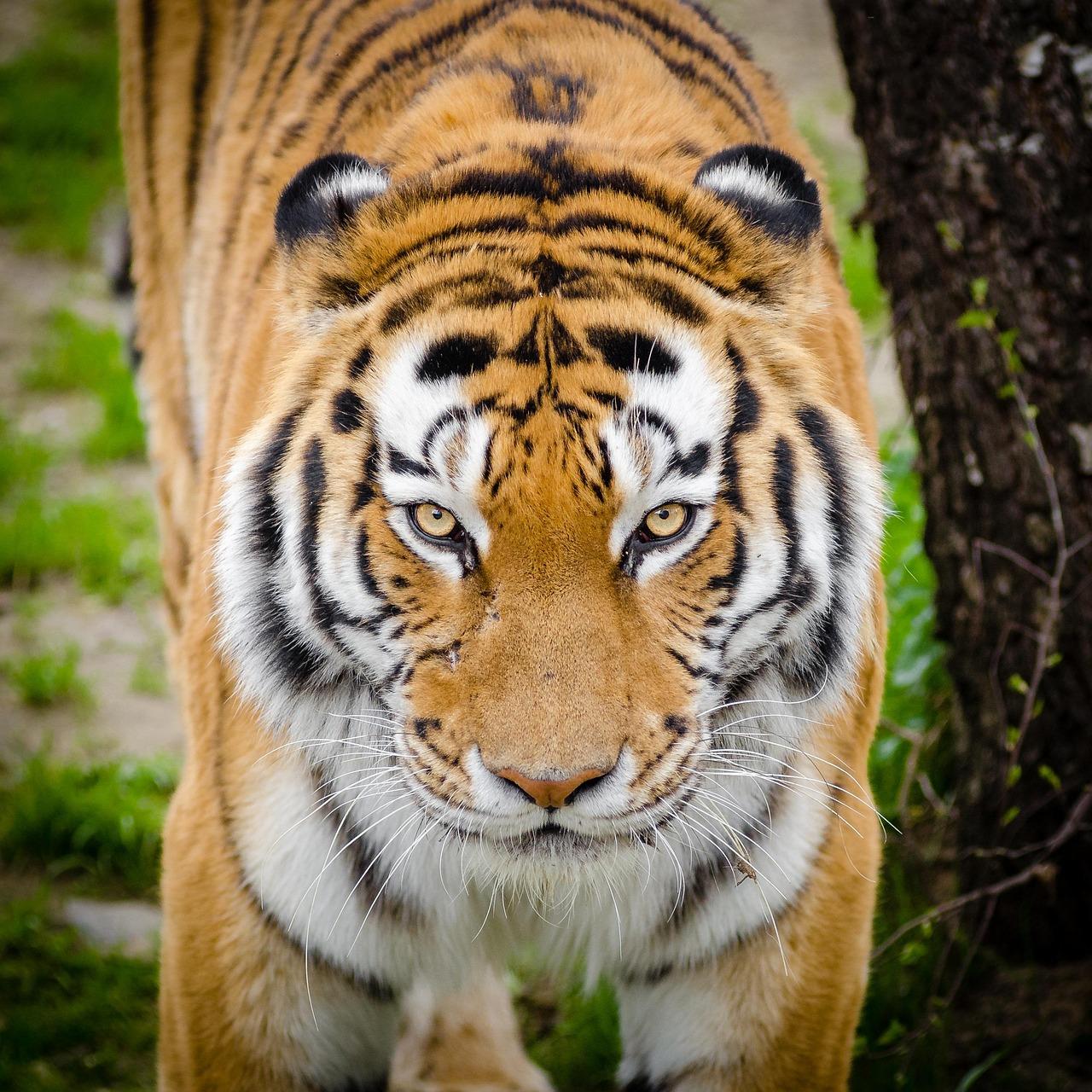 From Delhi: 3–5 Day Golden Triangle Tour + Safari Options 2