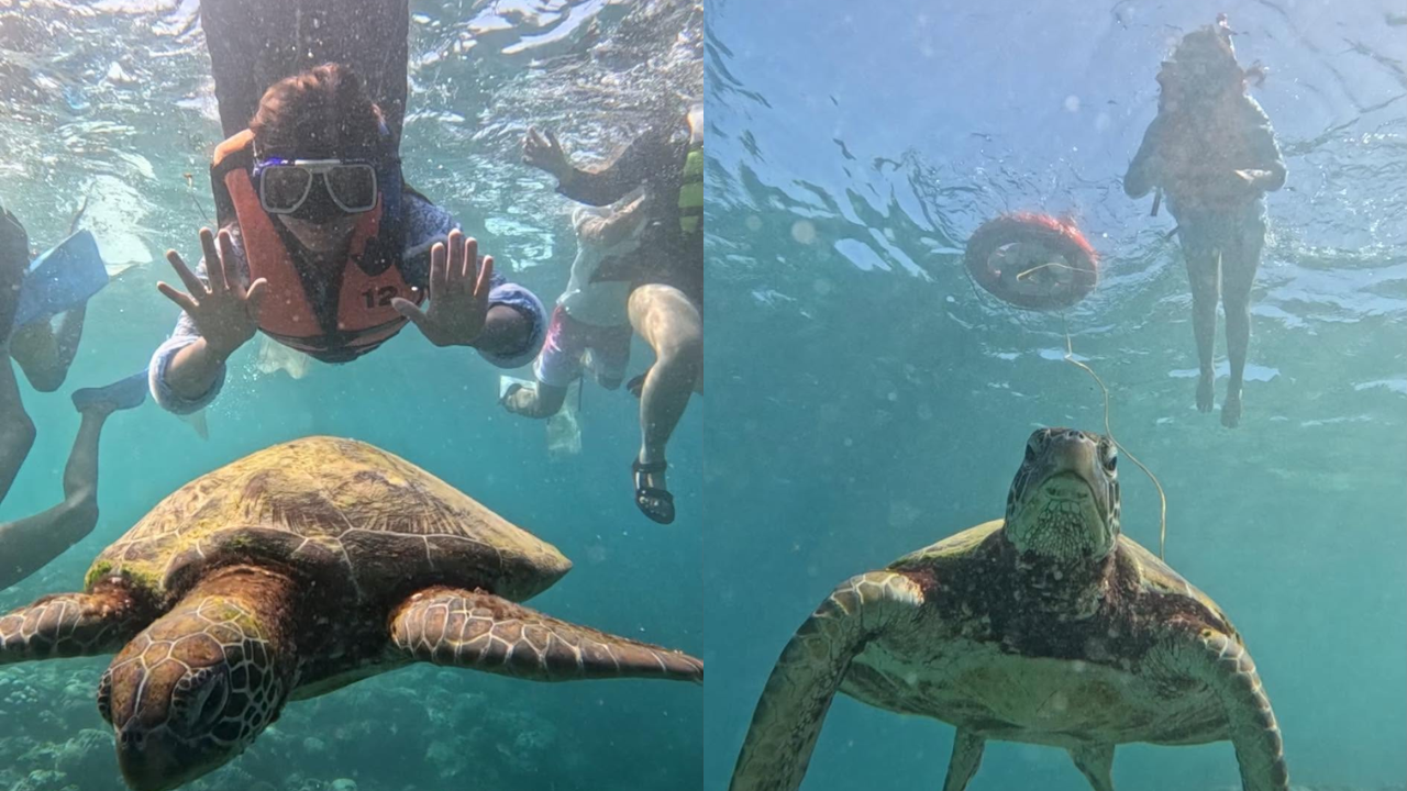 Cebu: Moalboal Sardine Run and Turtle Encounter Tour
