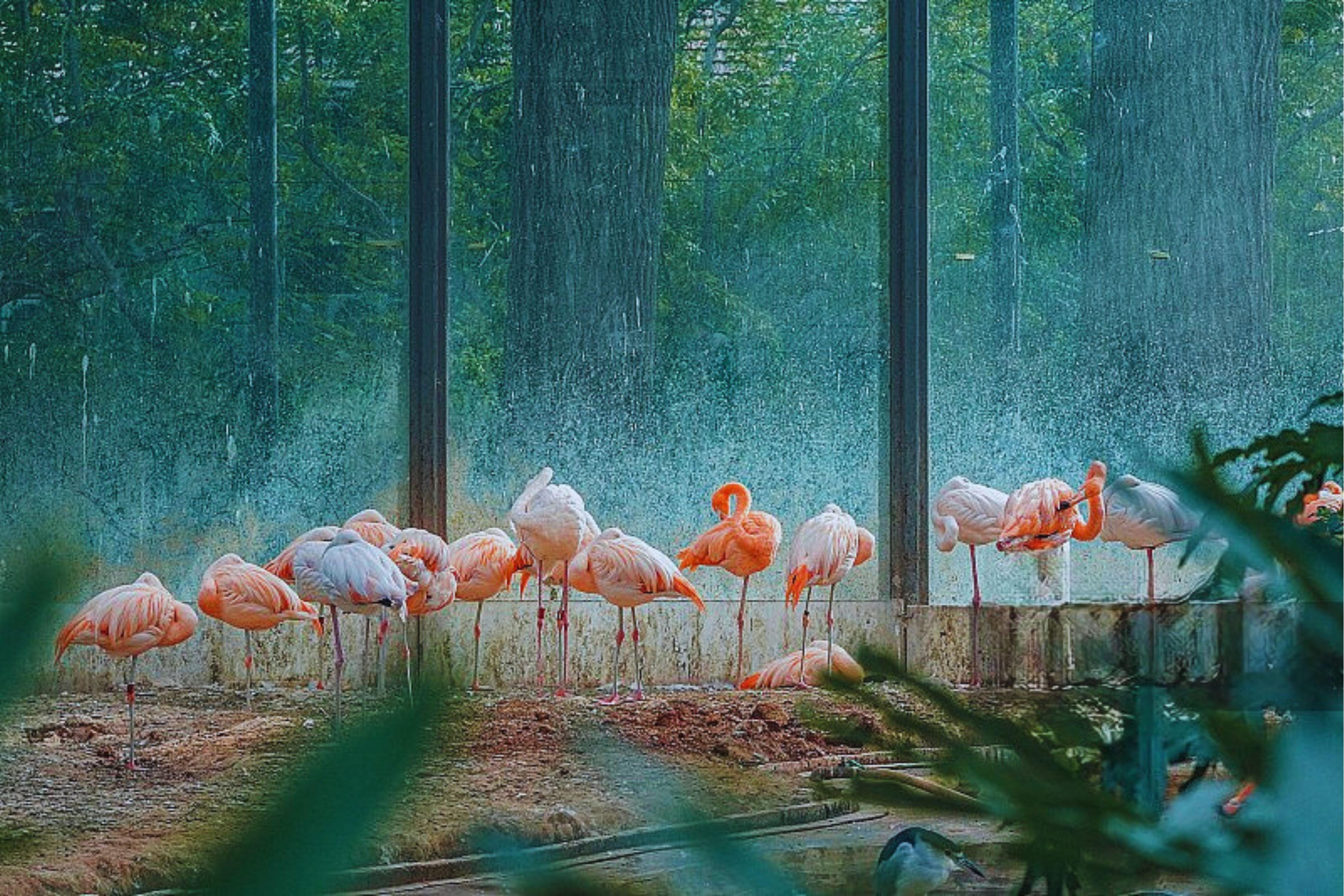 Beijing Zoo & Panda House Entry Ticket + Audio Guide 2