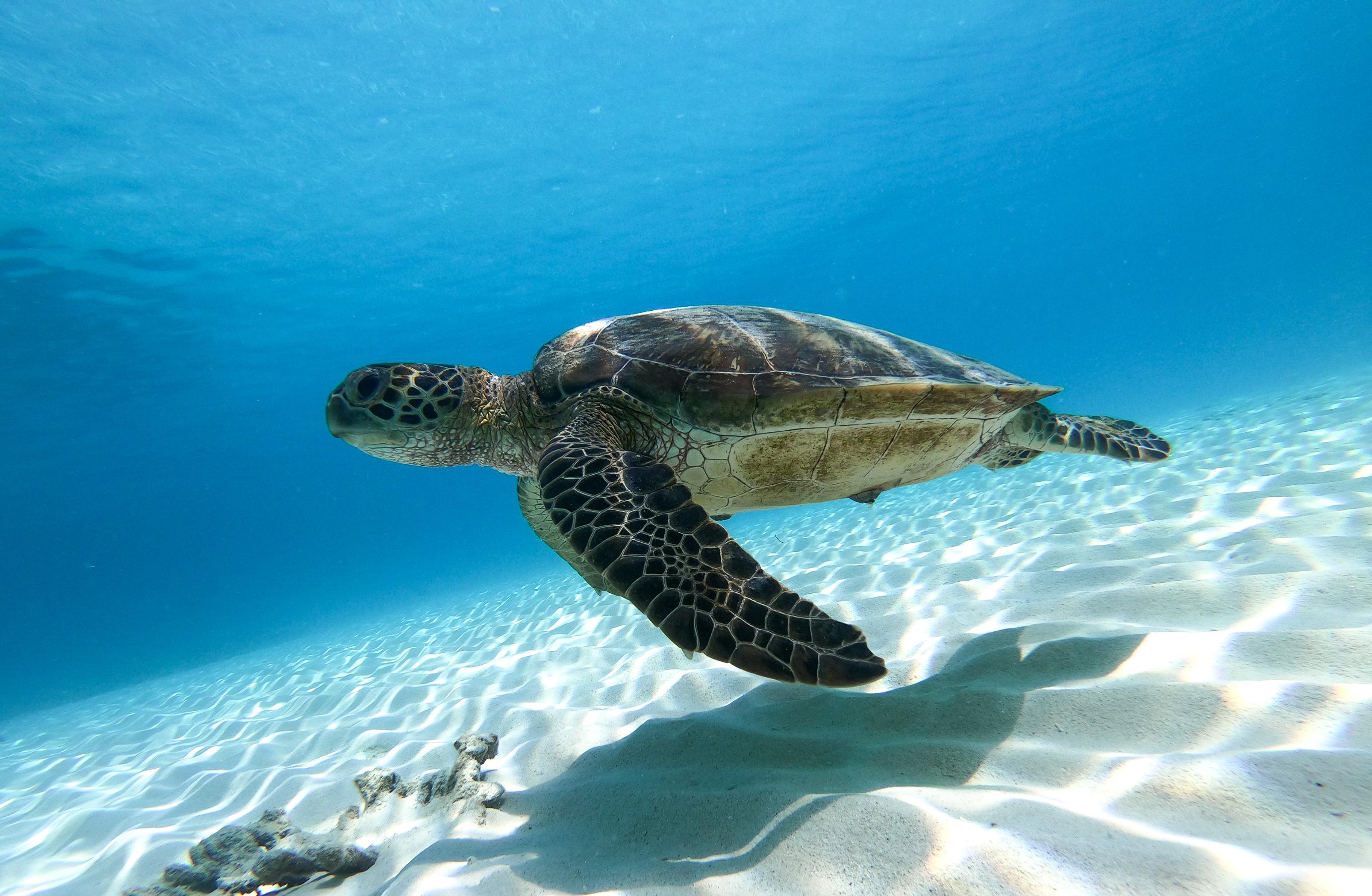 From Muscat: Daymaniyat Islands Reef Snorkeling Tour