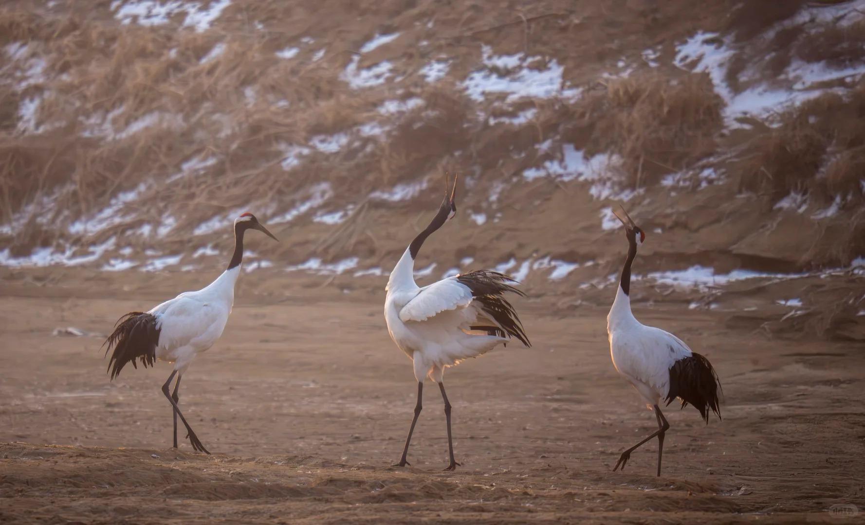 Rare Birdwatching Trip: Chongming & Tiaozini Wetlands 3
