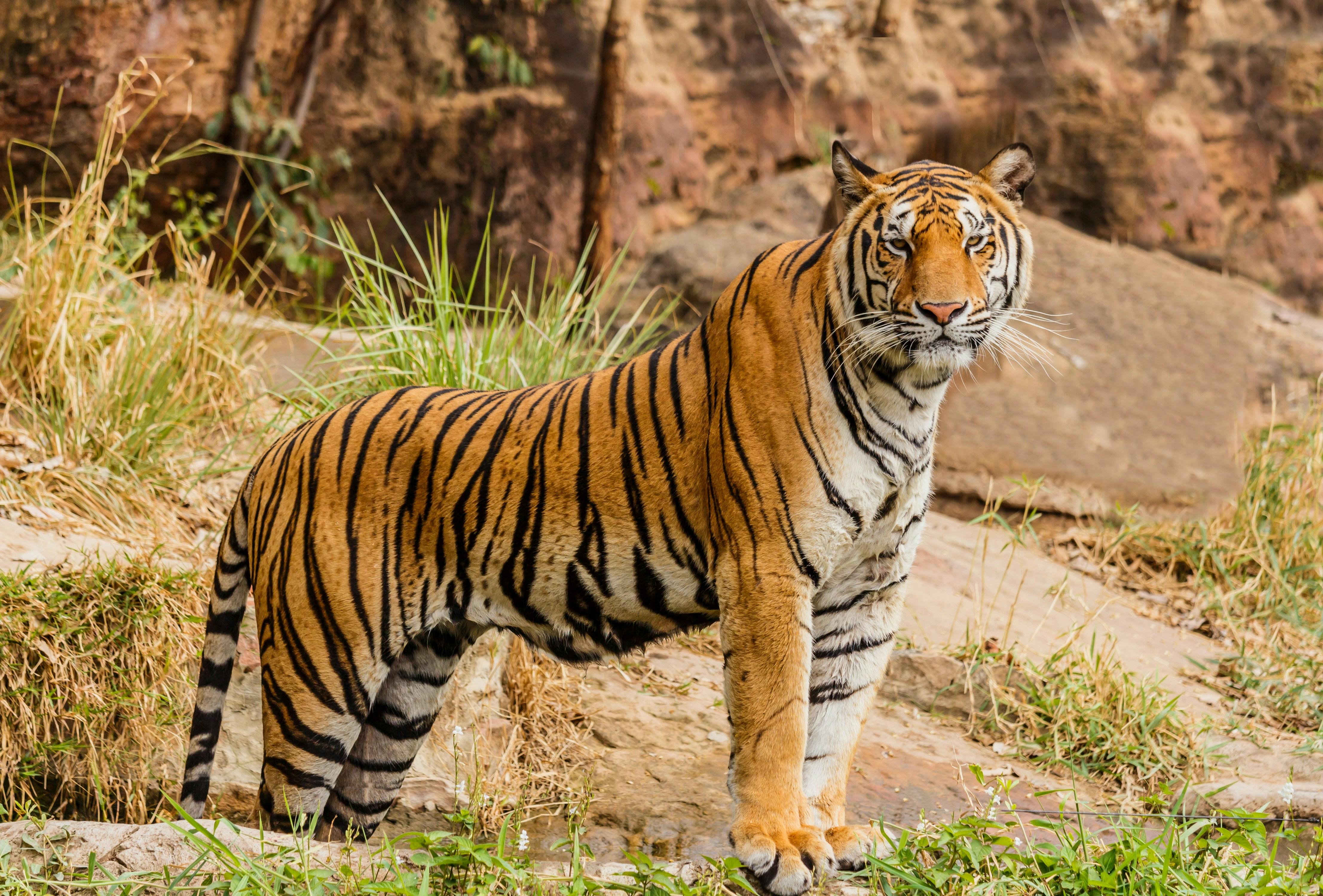 From Jaipur: Ranthambore National Park Day Trip with Safari (12-Hour)