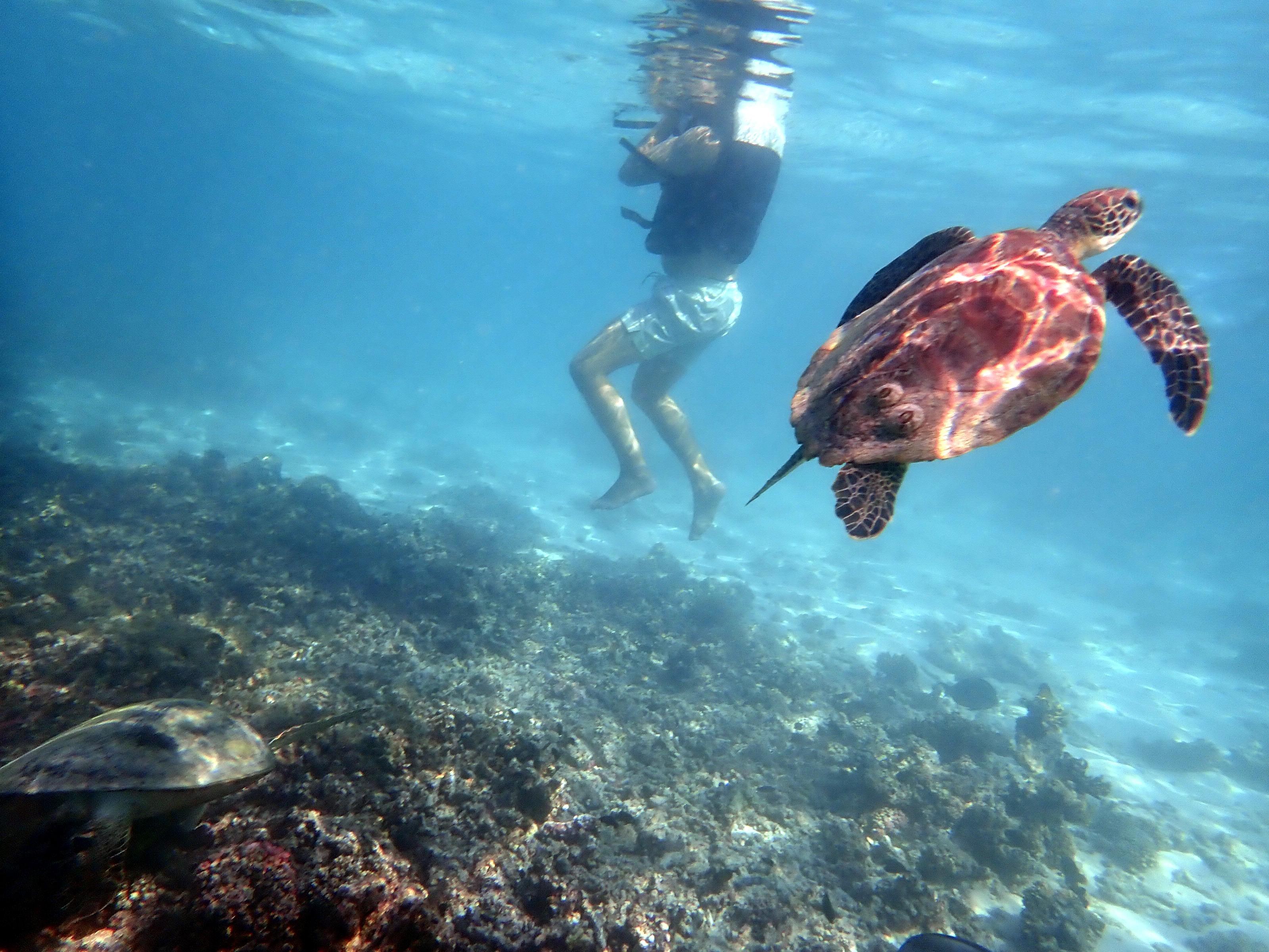 Muscat: Dimaniyat Islands Snorkeling with turtles 3