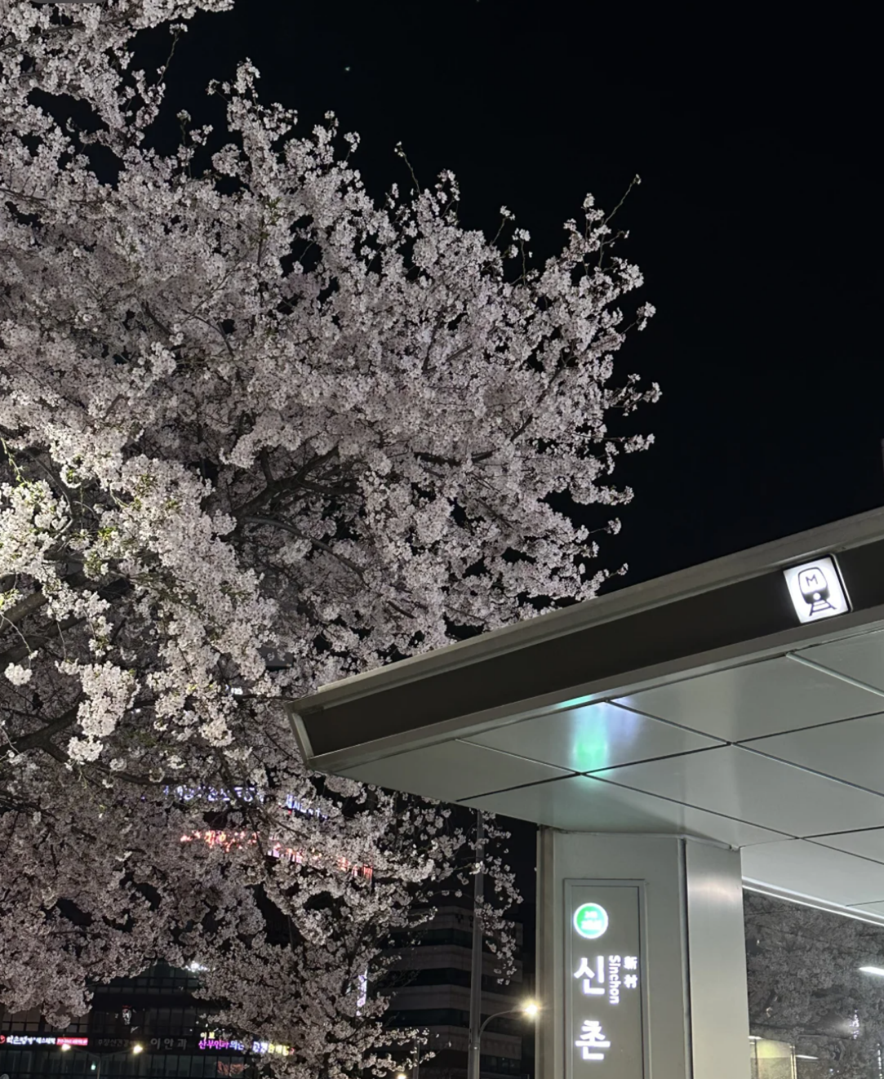 Seoul City Cherry Blossom Private Sightseeing Tour