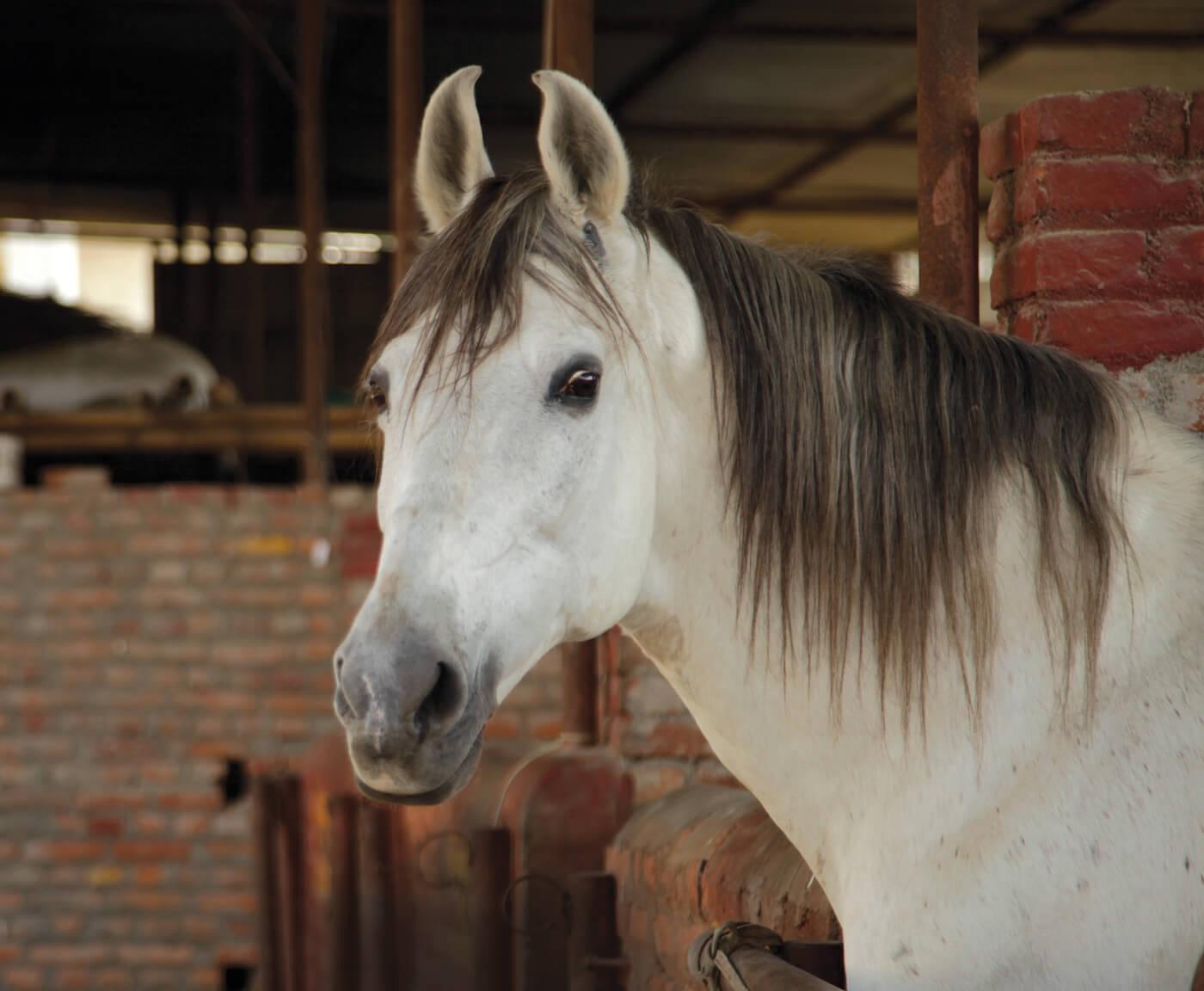 Kathmandu: Horse Riding Experience with Lunch & Transfer 2