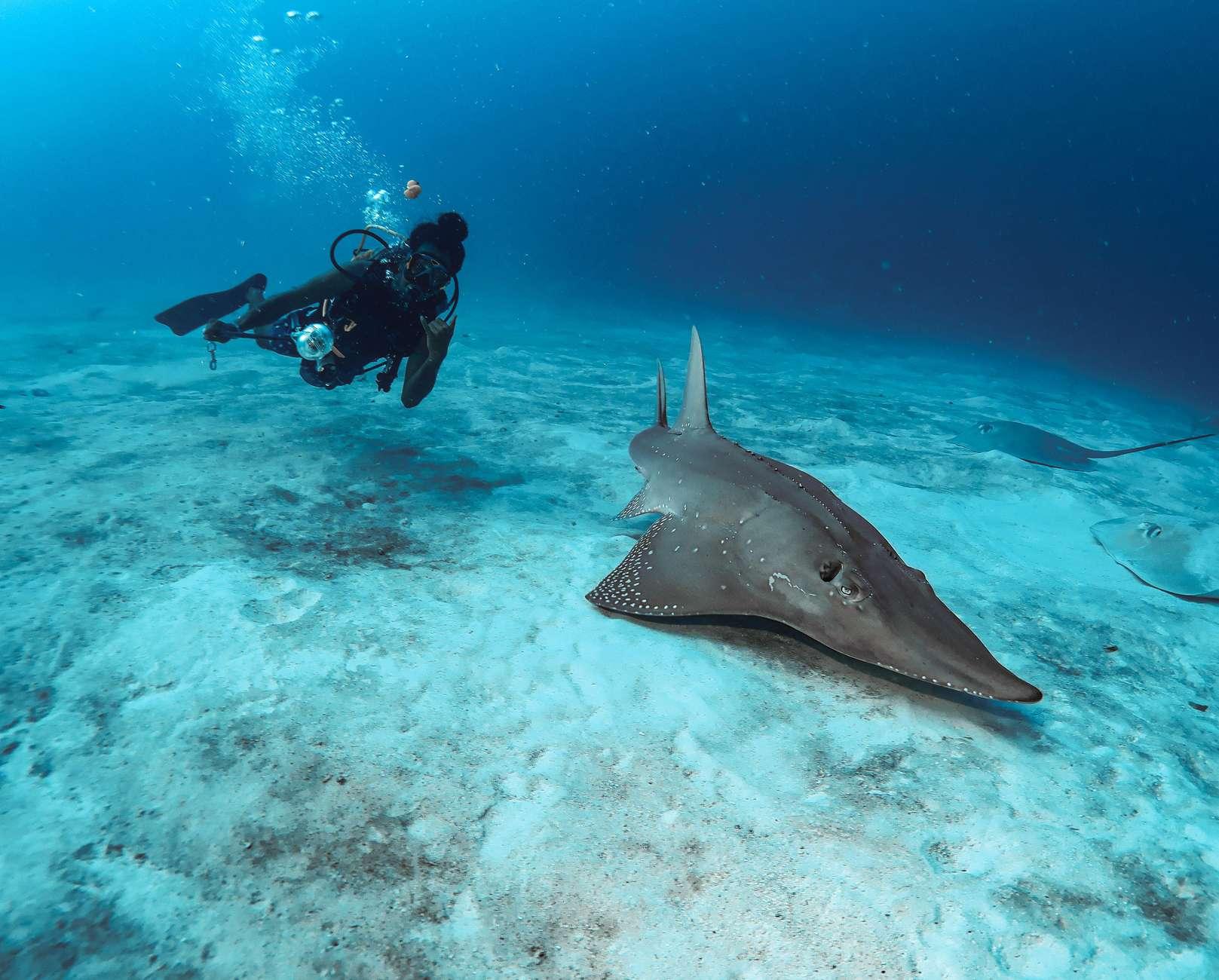 Maldives: Shark Tank Diving Tour with Equipment