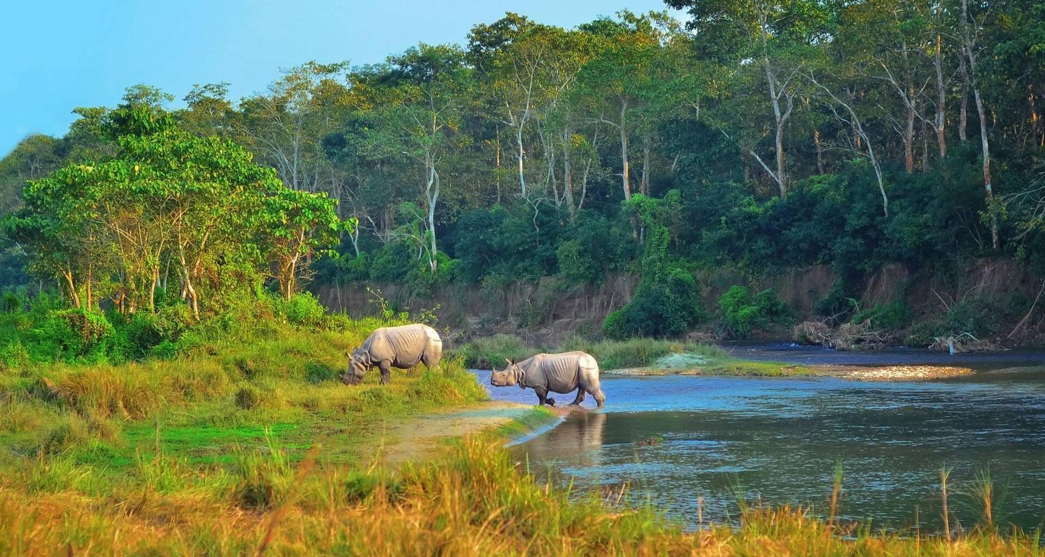 From Pokhara/Kathmandu: Private 2-Day Chitwan Jungle Safari