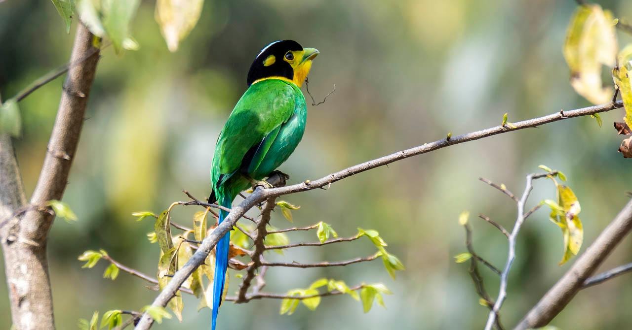 Kathmandu Valley: Bird Watching Tour with Guide 3