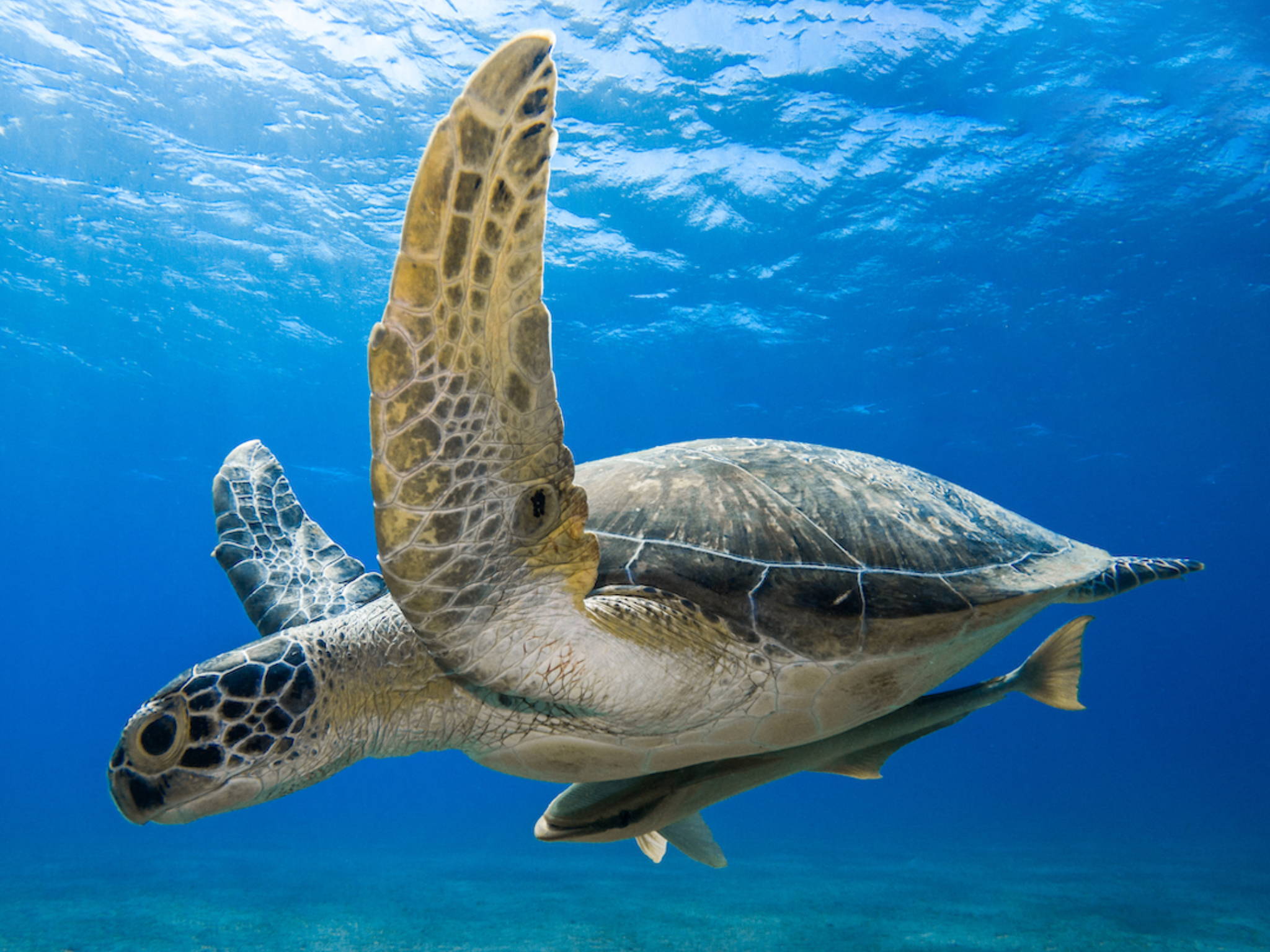 Oman: Discover Scuba Diving Experience
