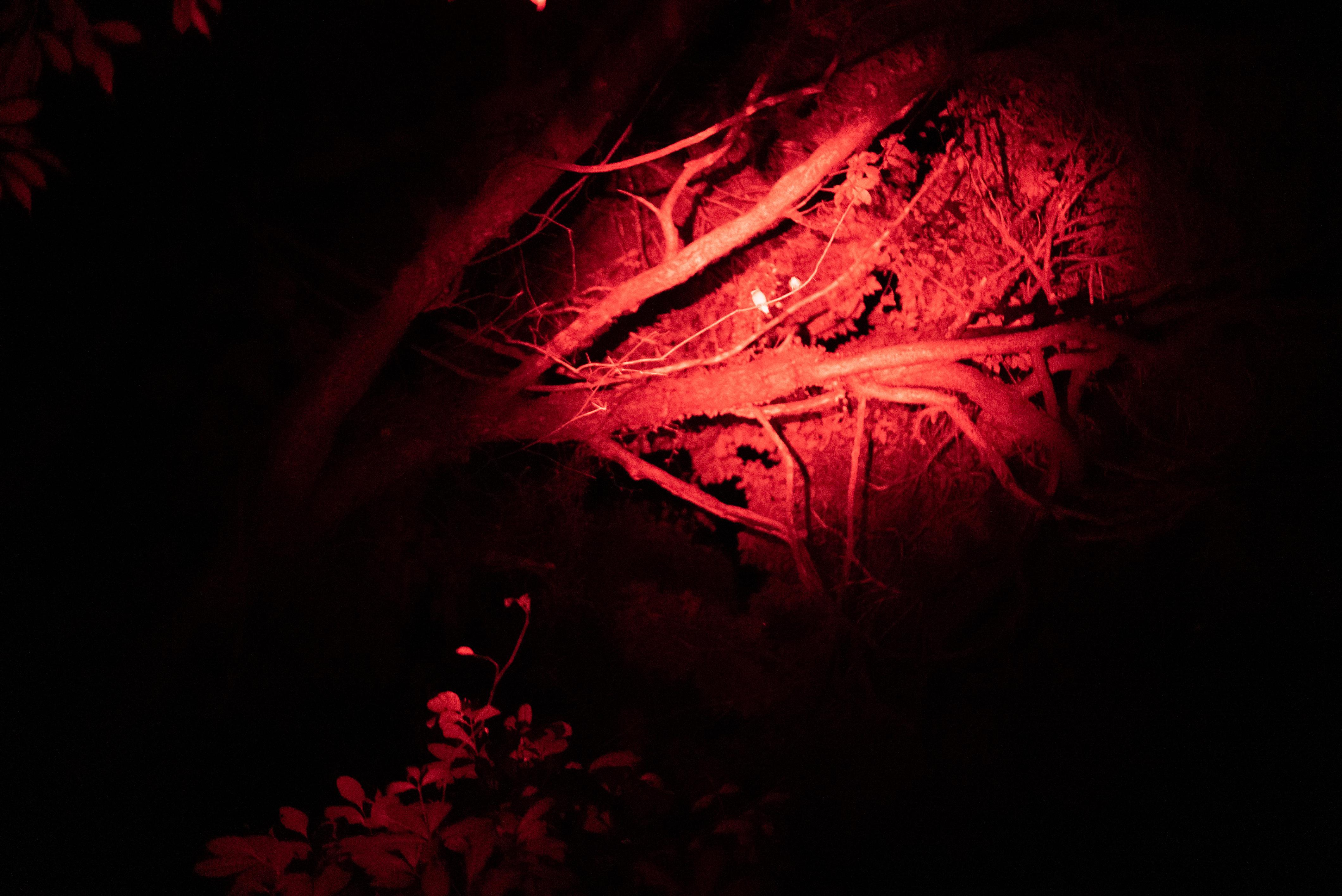 Langkawi: After Dark - Guided Night Rainforest Safari 3