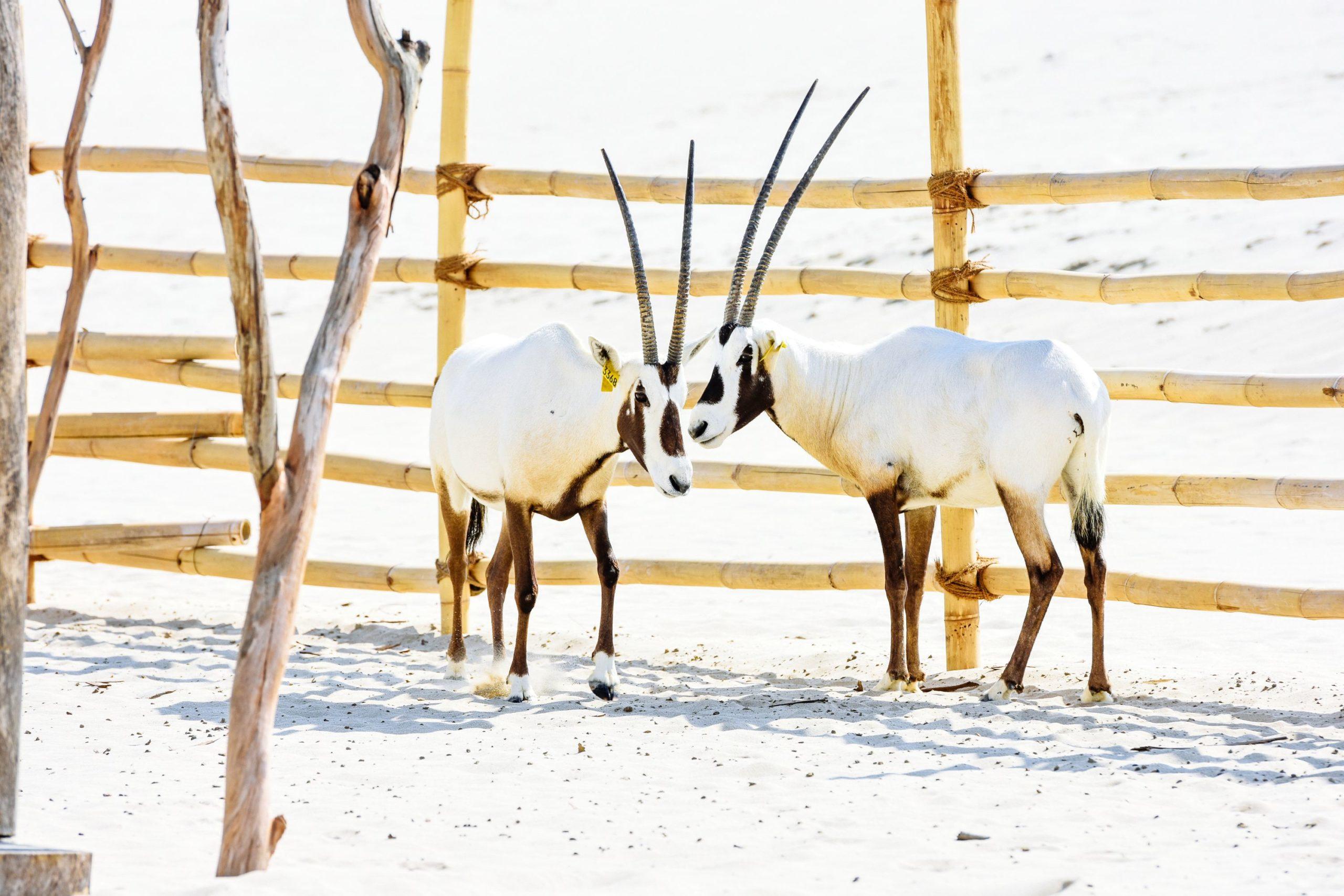 Sealine Activity: Monster Bus Safari & Desert Beach Access 3