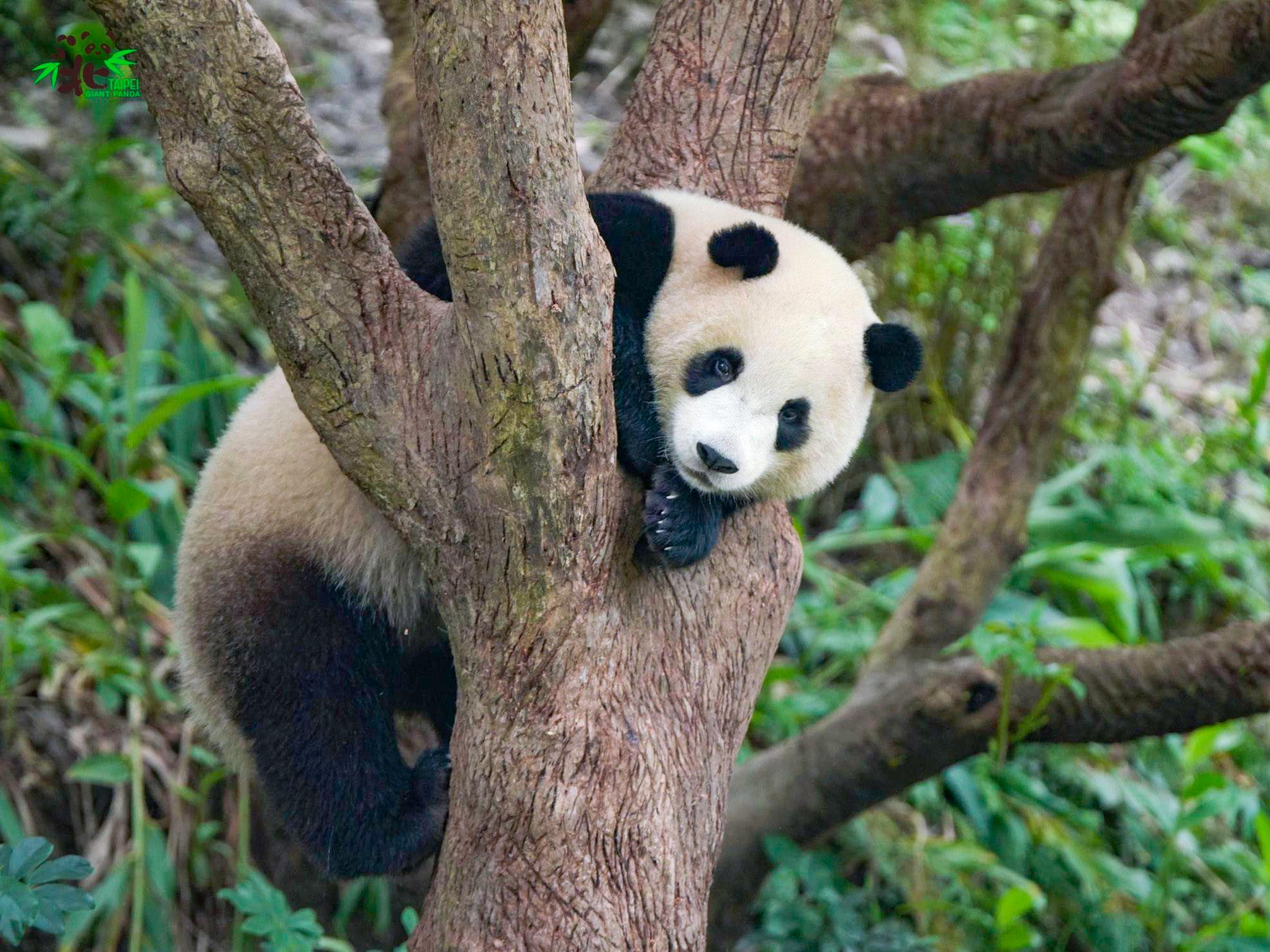 Taipei Family-Friendly Tour (Taipei Zoo & TCAP Day Trip) 2
