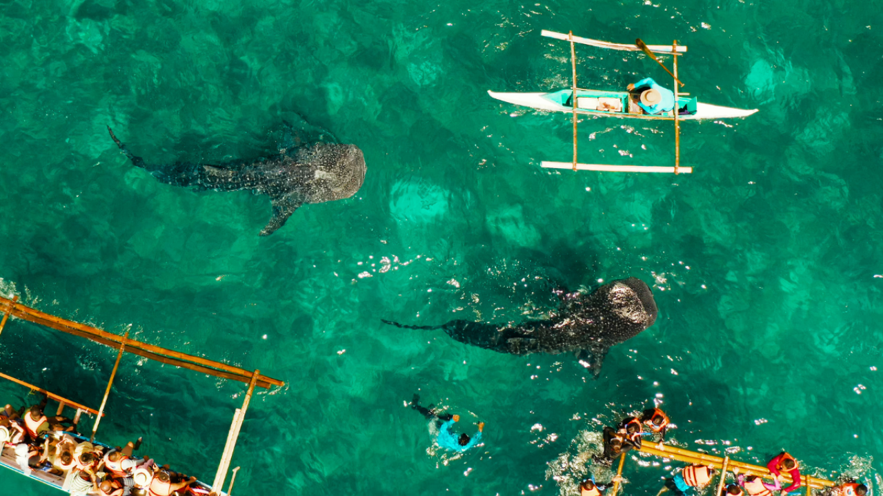 Dumaguete: Oslob Whale Watching Tour with the ruins sidetrip 3