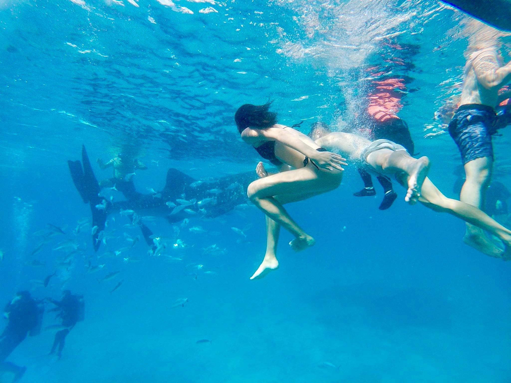Oslob: Whale Shark Direct, a Private Swimming Tour 2