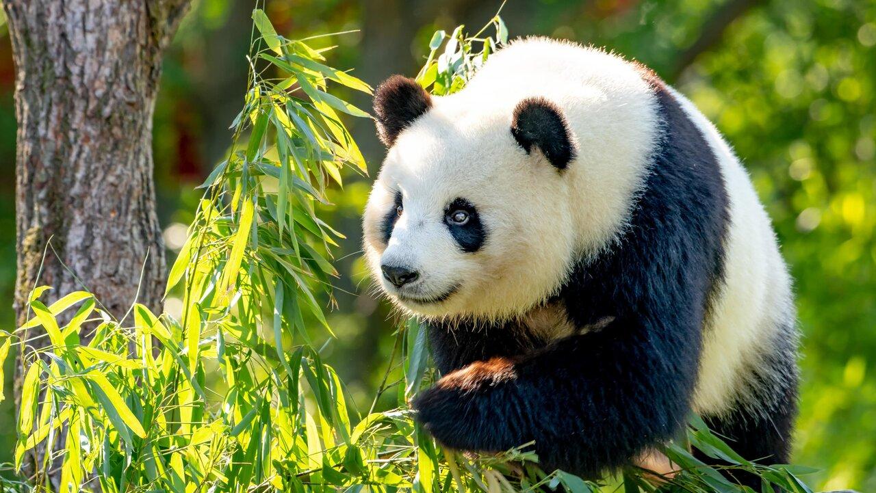 Beijing: Beijing Zoo Entry Ticket with Panda House