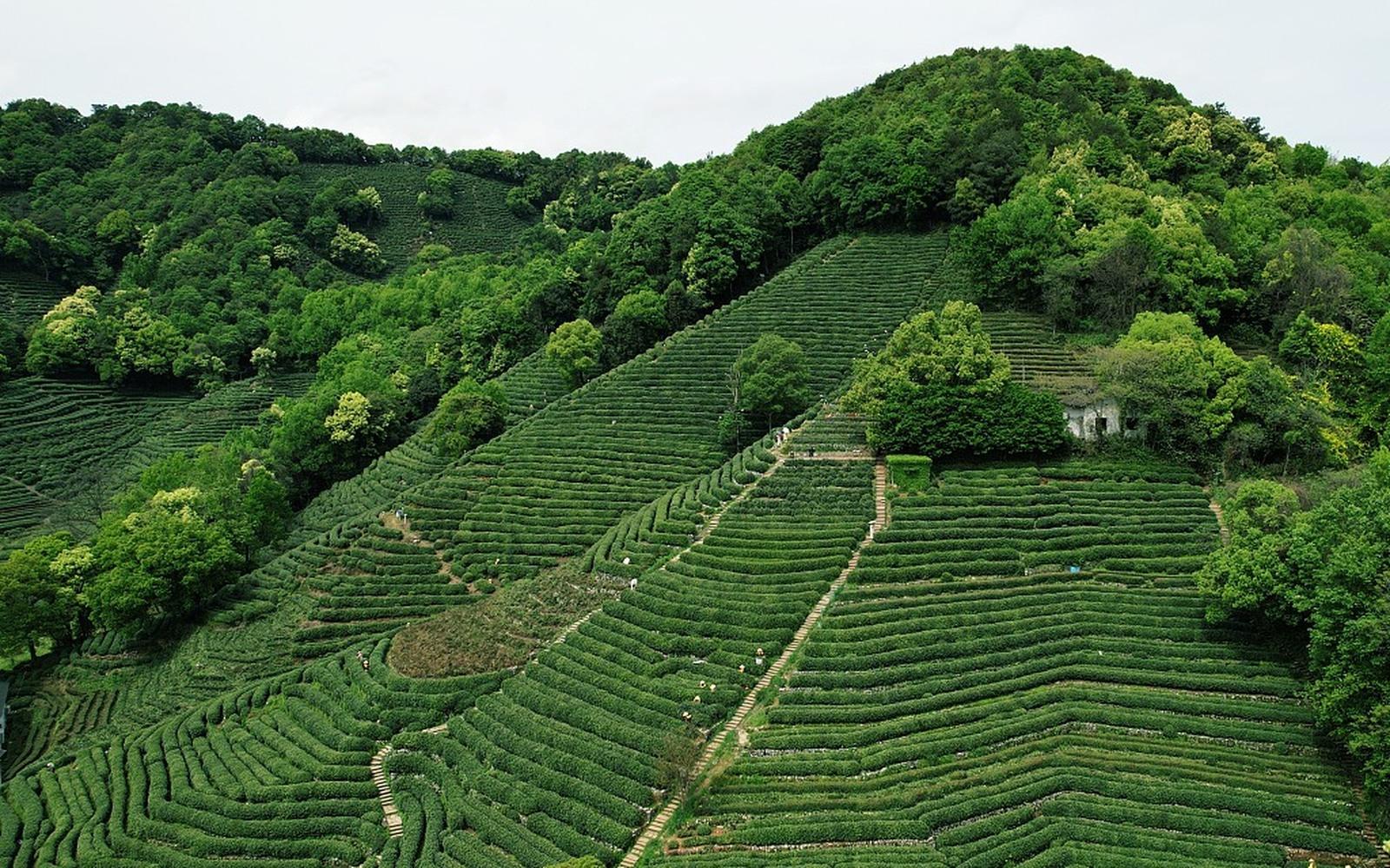 Shanghai: Longjing Tea Hills & Ancient Path Private Day Trip
