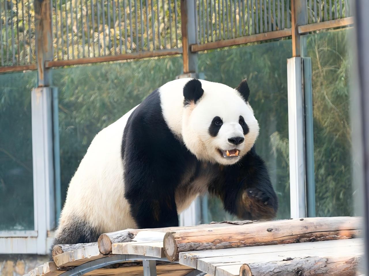 Beijing Zoo & Giant Panda House Ticket/with Audio Guide