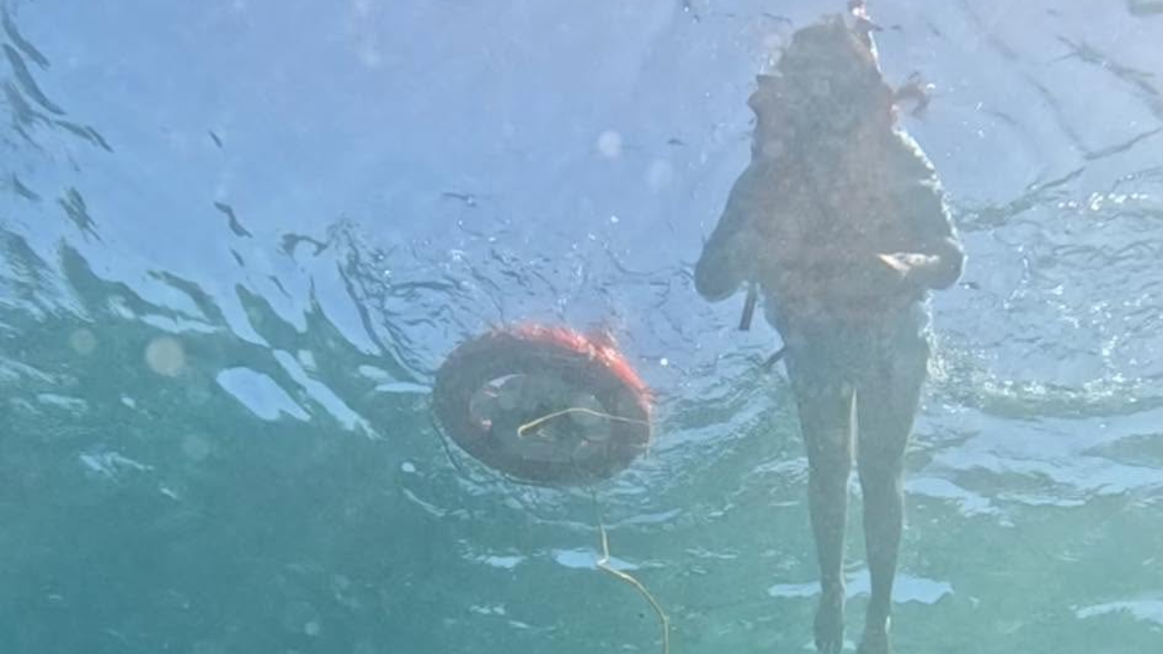 Cebu: Moalboal Sardine Run and Turtle Encounter Tour 3