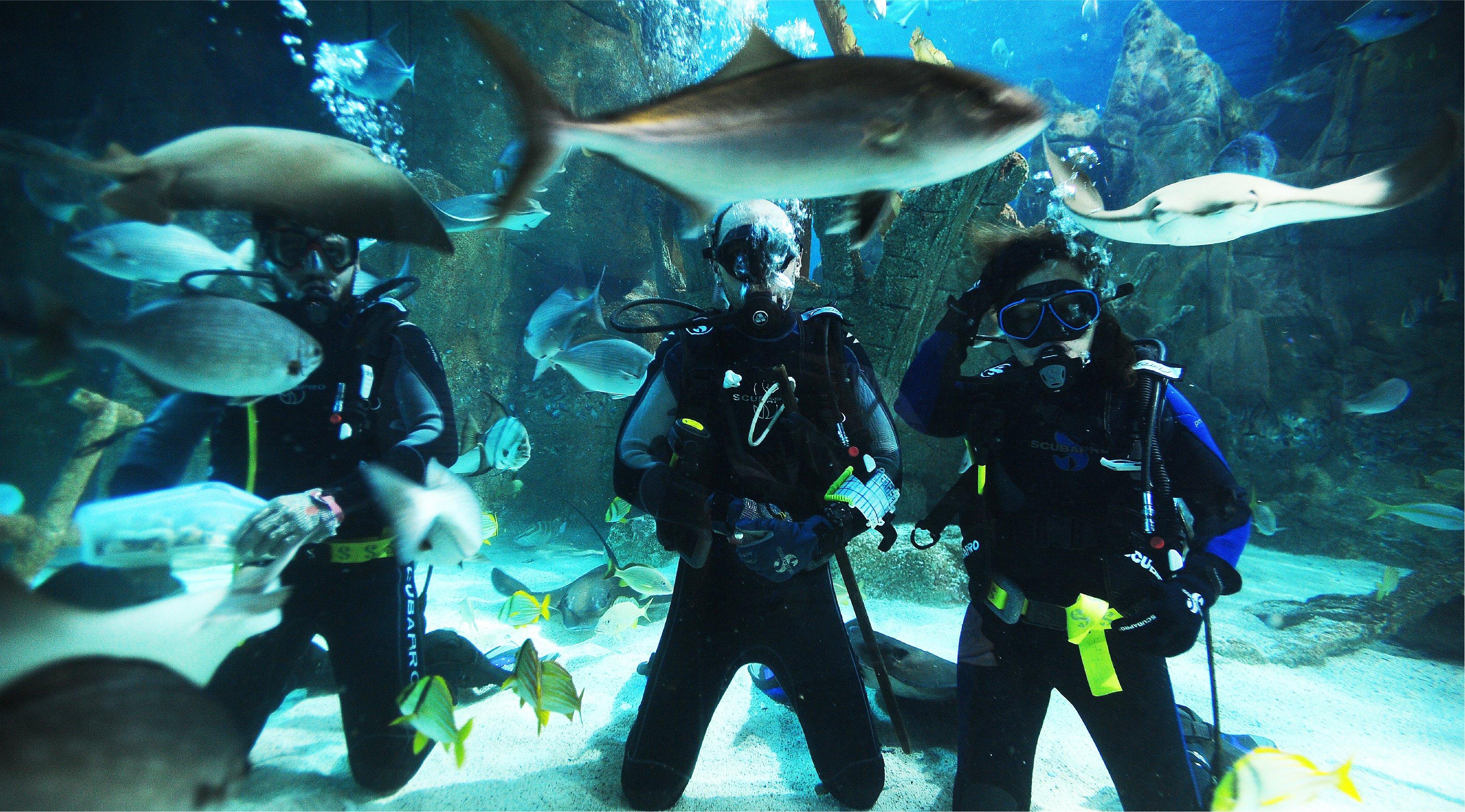 Istanbul: Aquarium Entry Ticket with Group Hotel Transfer 3