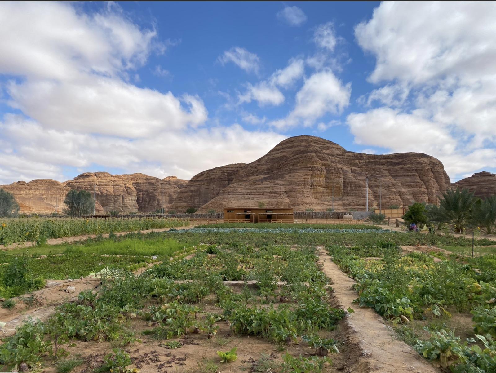 AlUla: Oasis Farm Tour and Traditional Feast with Locals — guided tour in Alula