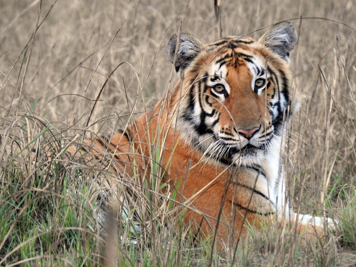 Nepal: 16-Day Tarai Wildlife Tour in Search of Bengal Tigers — guided tour in Lumbini