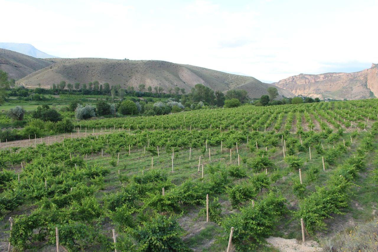 Yerevan: 2-Day Armenian Wine History & Nature Trip 3