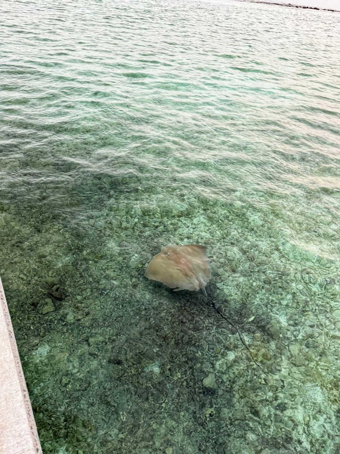 Malé: Thulusdhoo Island Day Trip with Lunch and Snorkeling 3