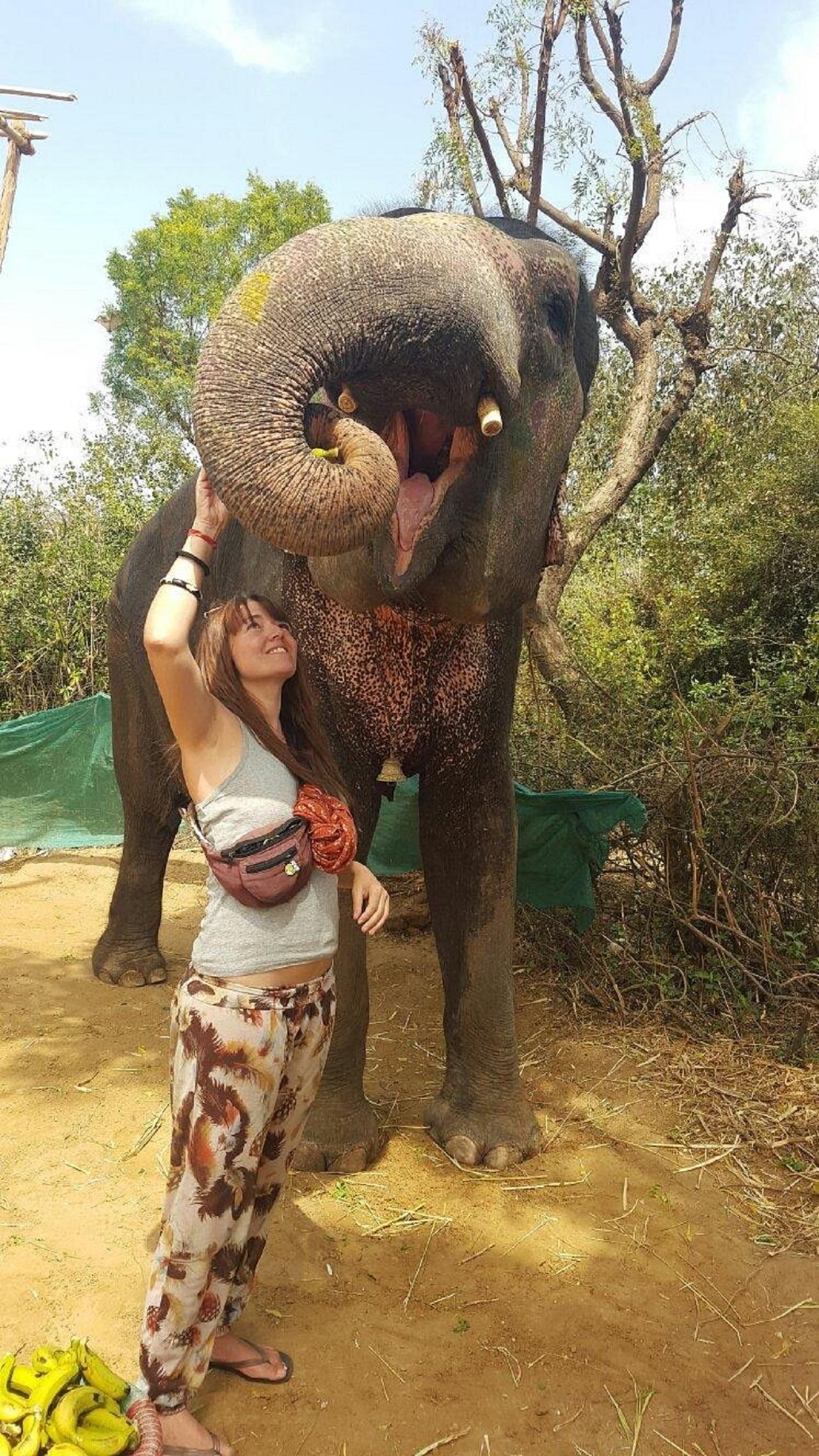 Jaipur: Ethical Elephant Care Sanctuary Experience 2