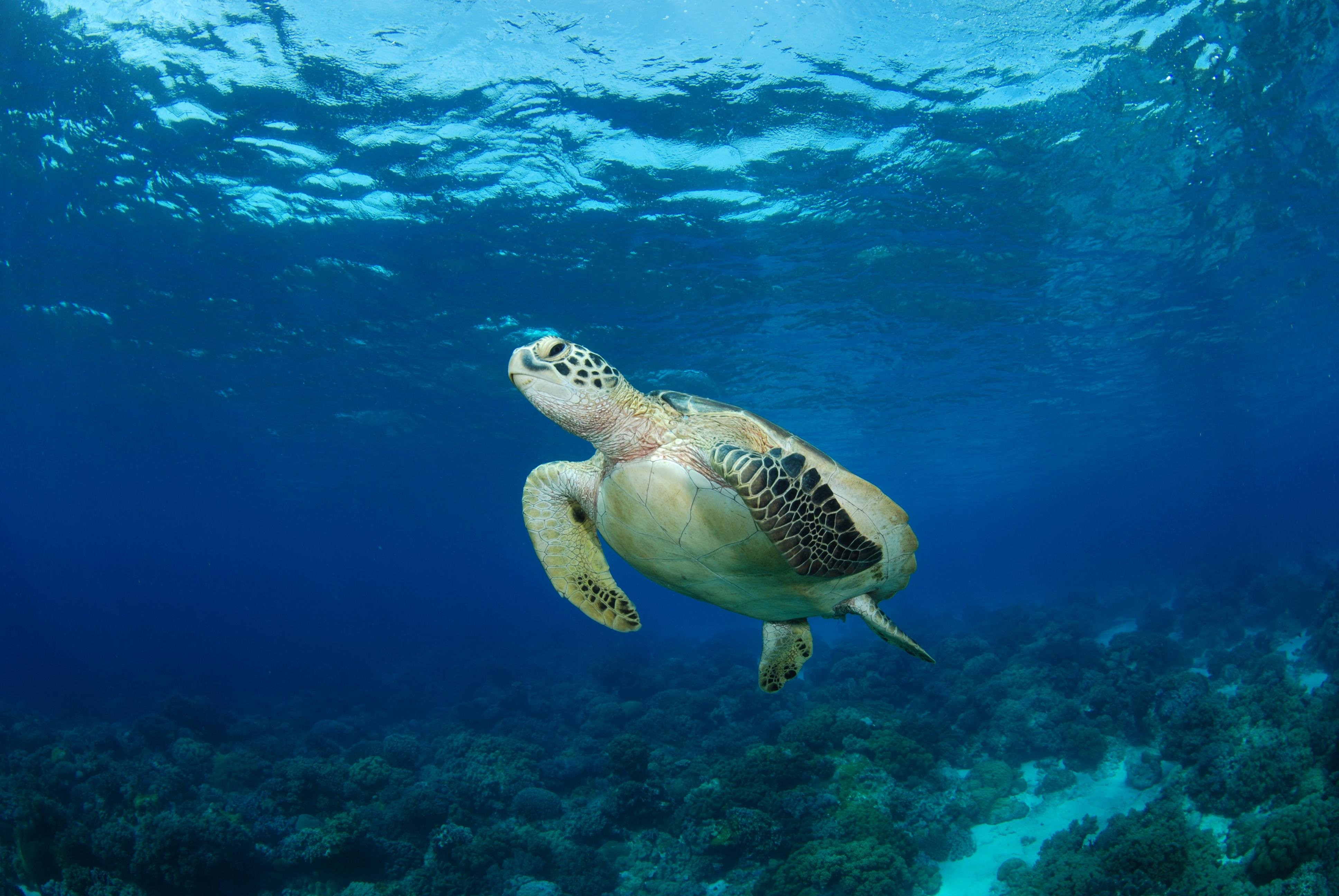 Hurghada: Turtle Bay Speedboat Tour with Snorkeling - Hurghada Turtle Bay (Photo 5)